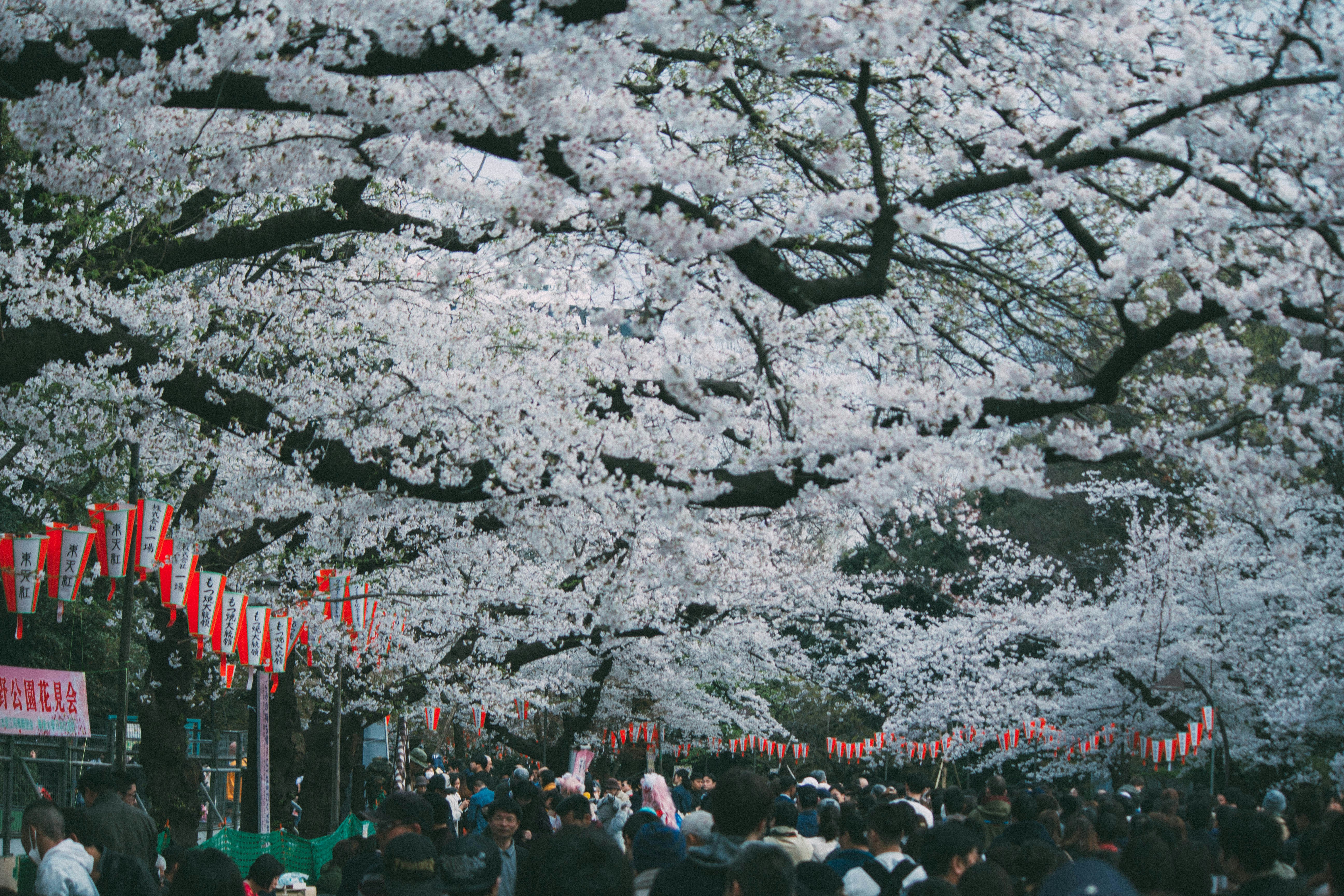 Cherry Blossom Viewing Festival