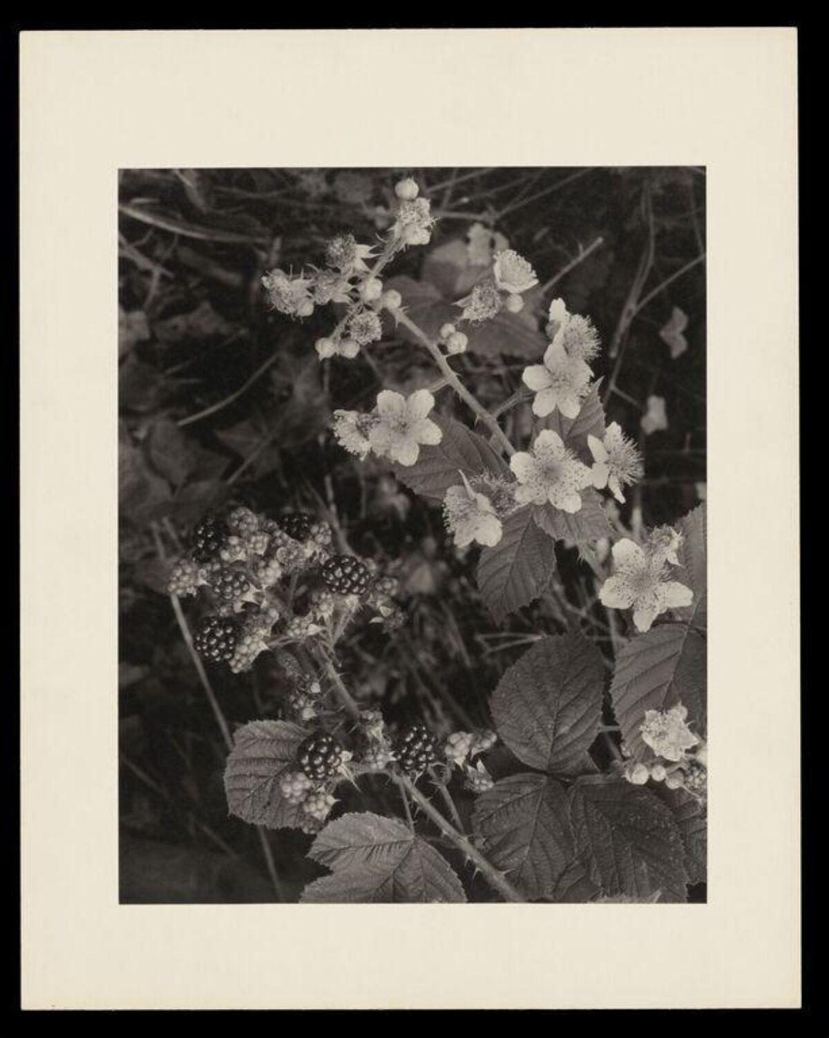 Blackberry Branch with Flowers and Berries — Fruit Encyclopedia