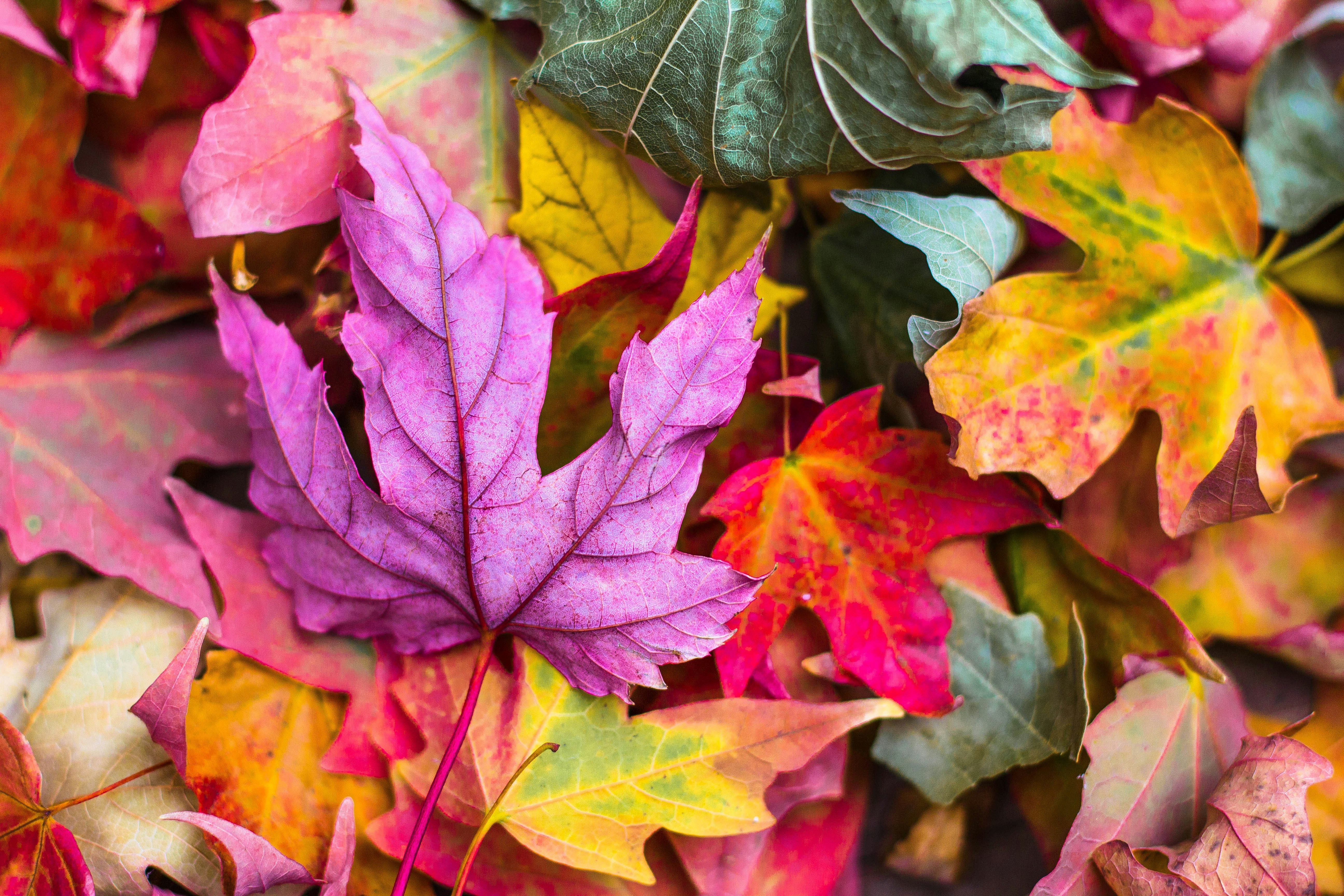 Pile of Autumn Maple Leaves