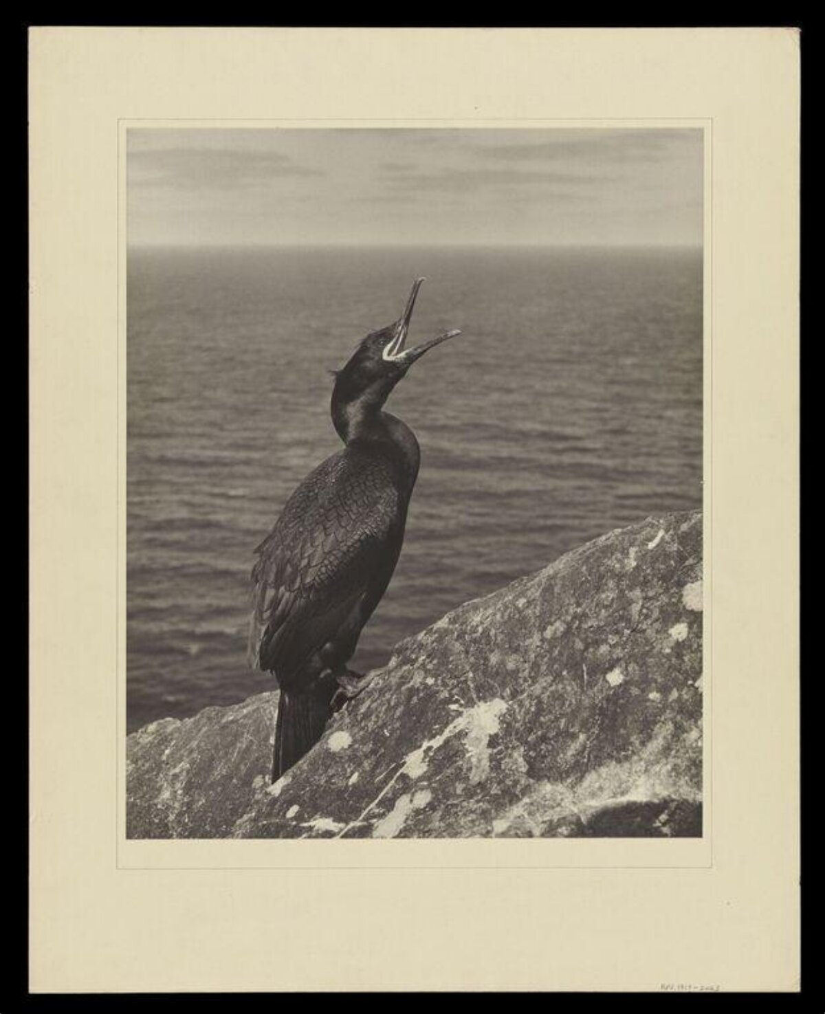 Cormorant On Seaside Cliff