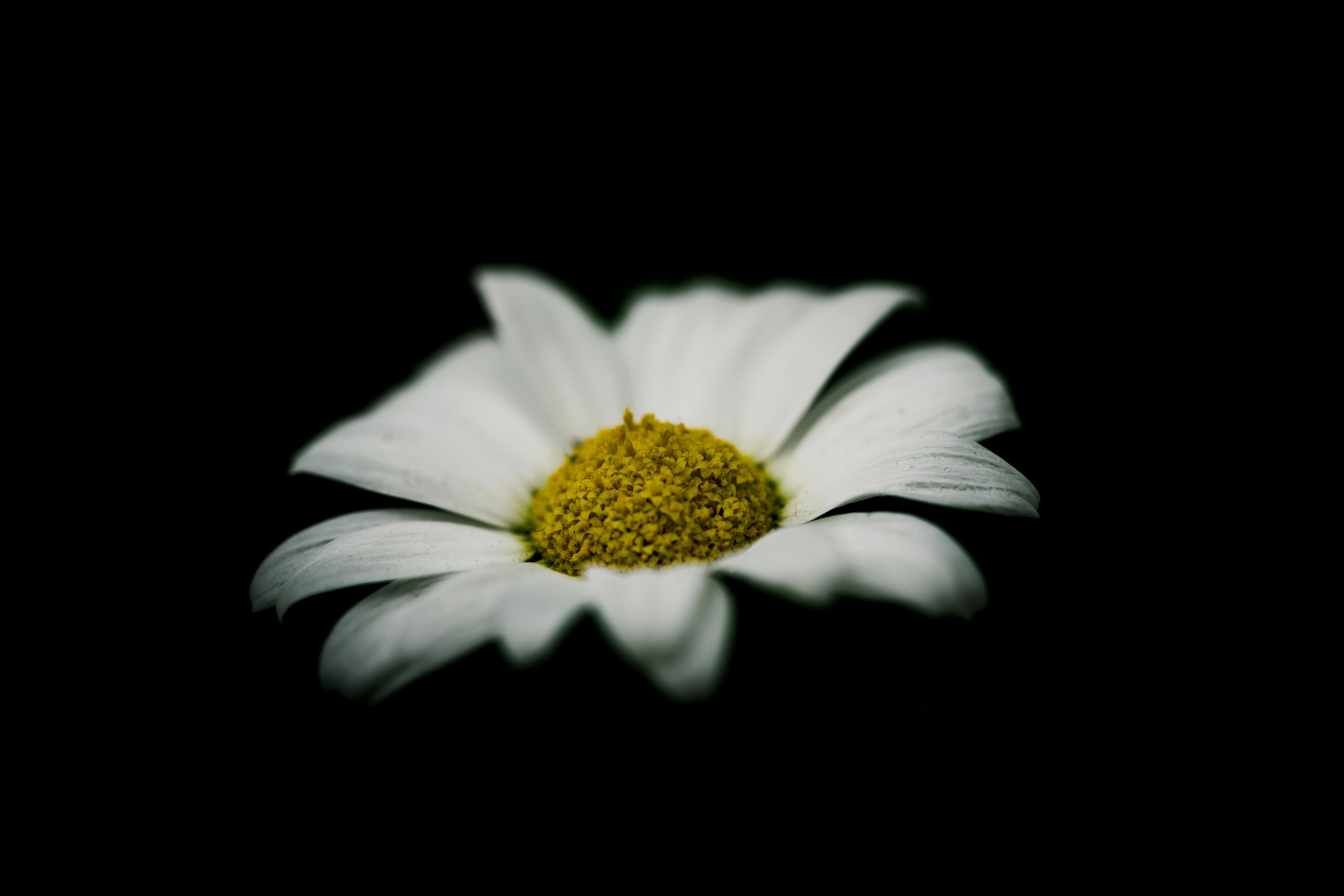 White Daisy Against Black Background