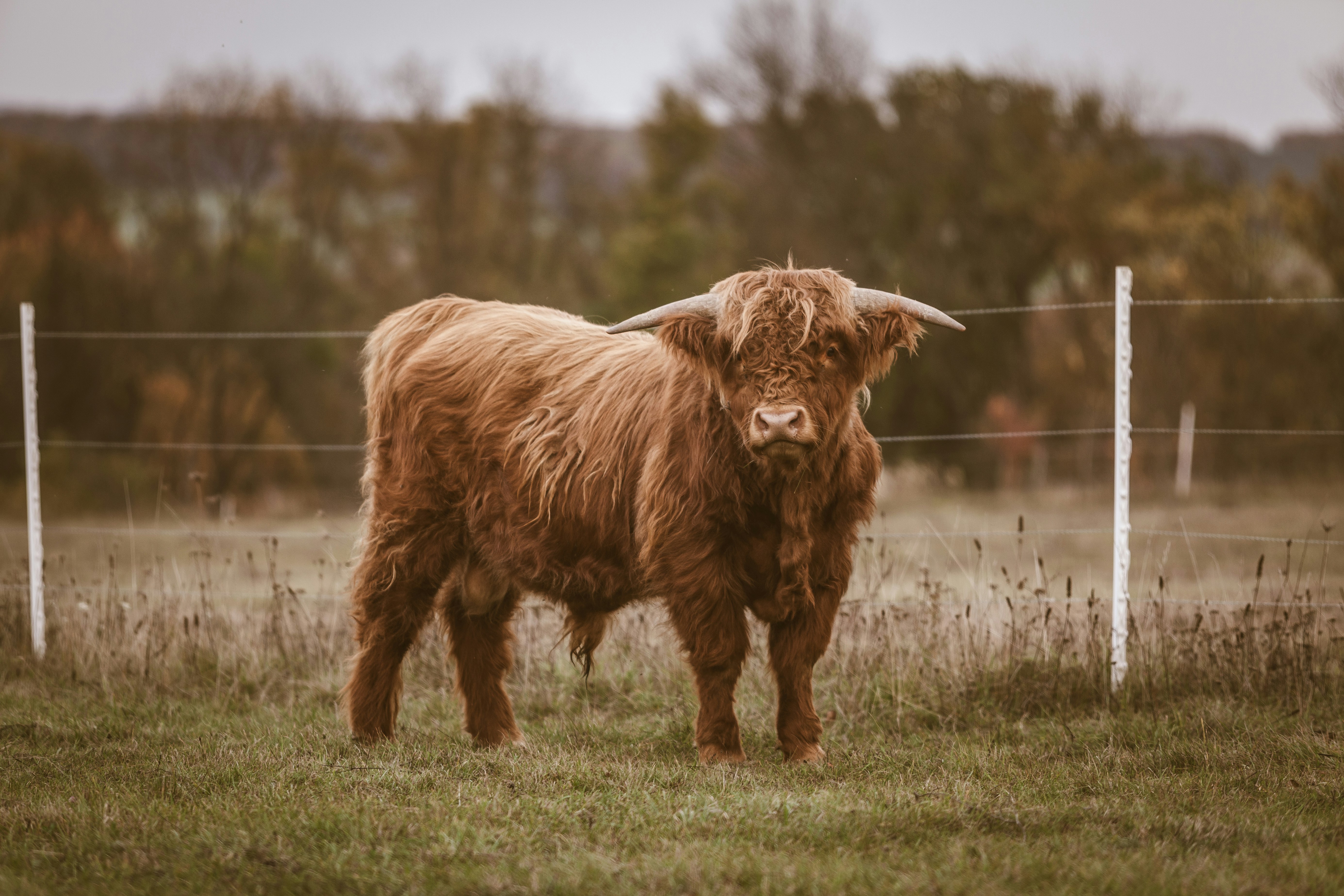 Highland Cow in Pasture
