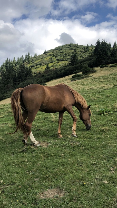 Brown Horse Grazing on Mountain Meadow