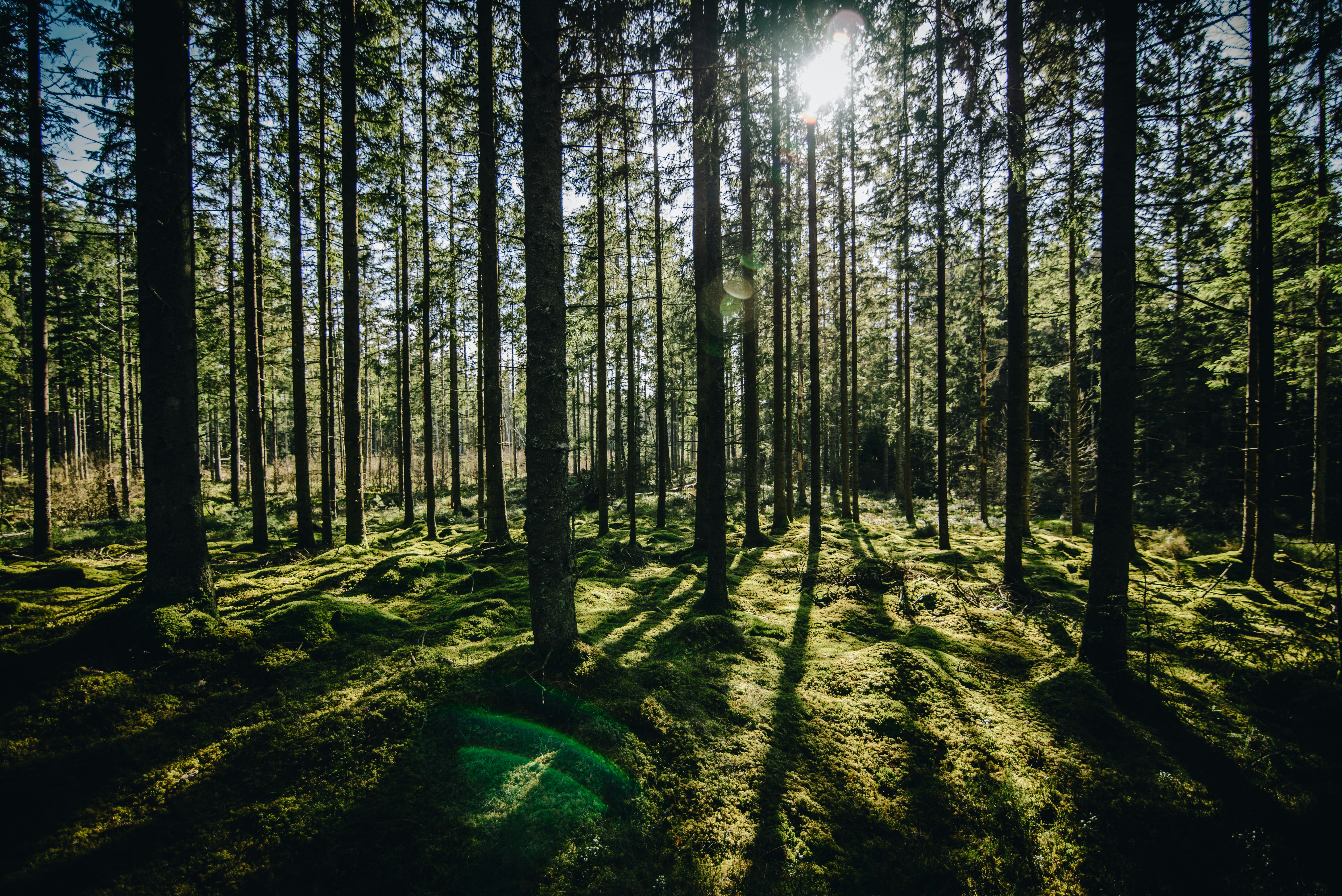 Sunlit Mossy Forest