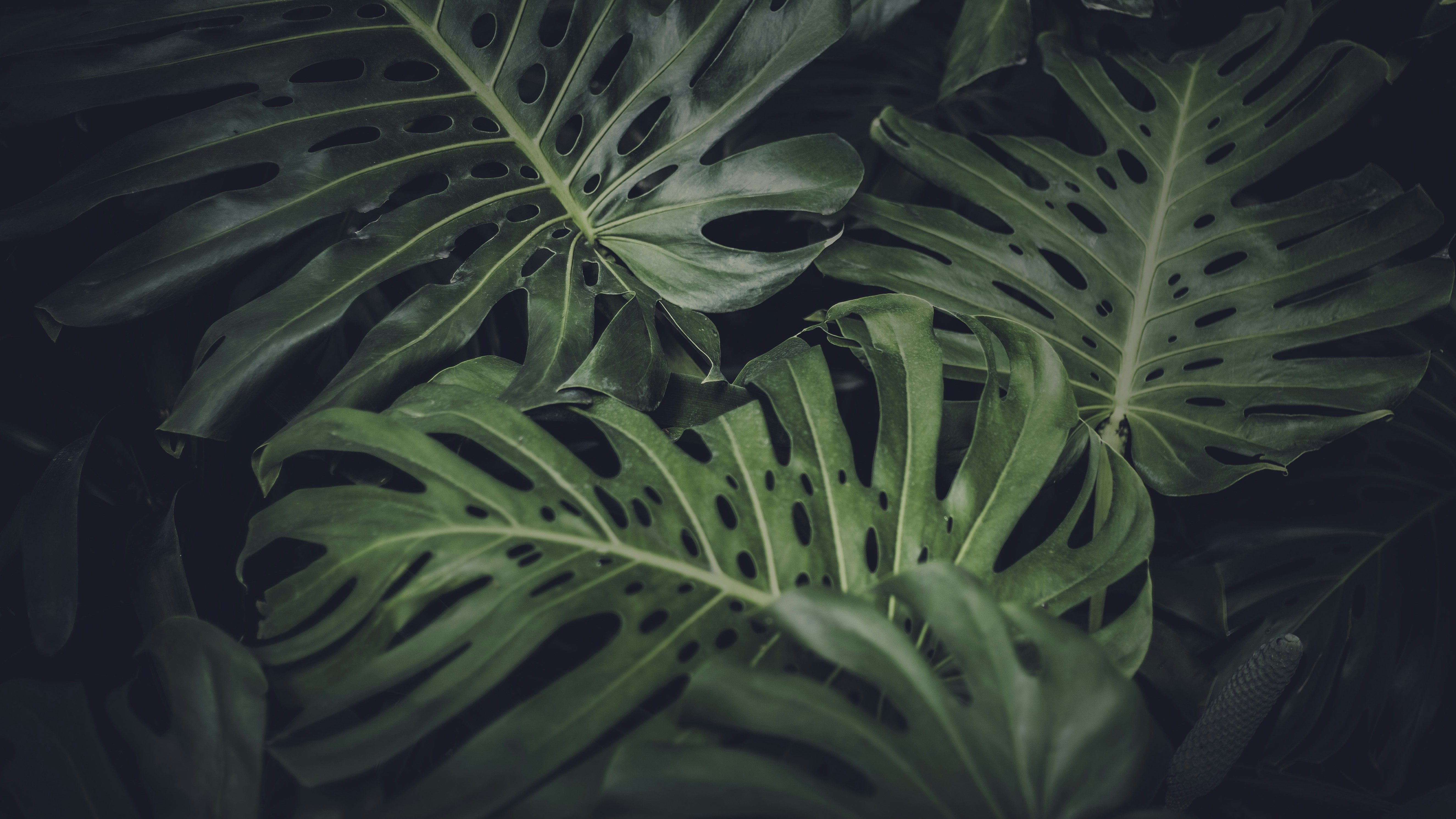 Overlapping Monstera Leaves