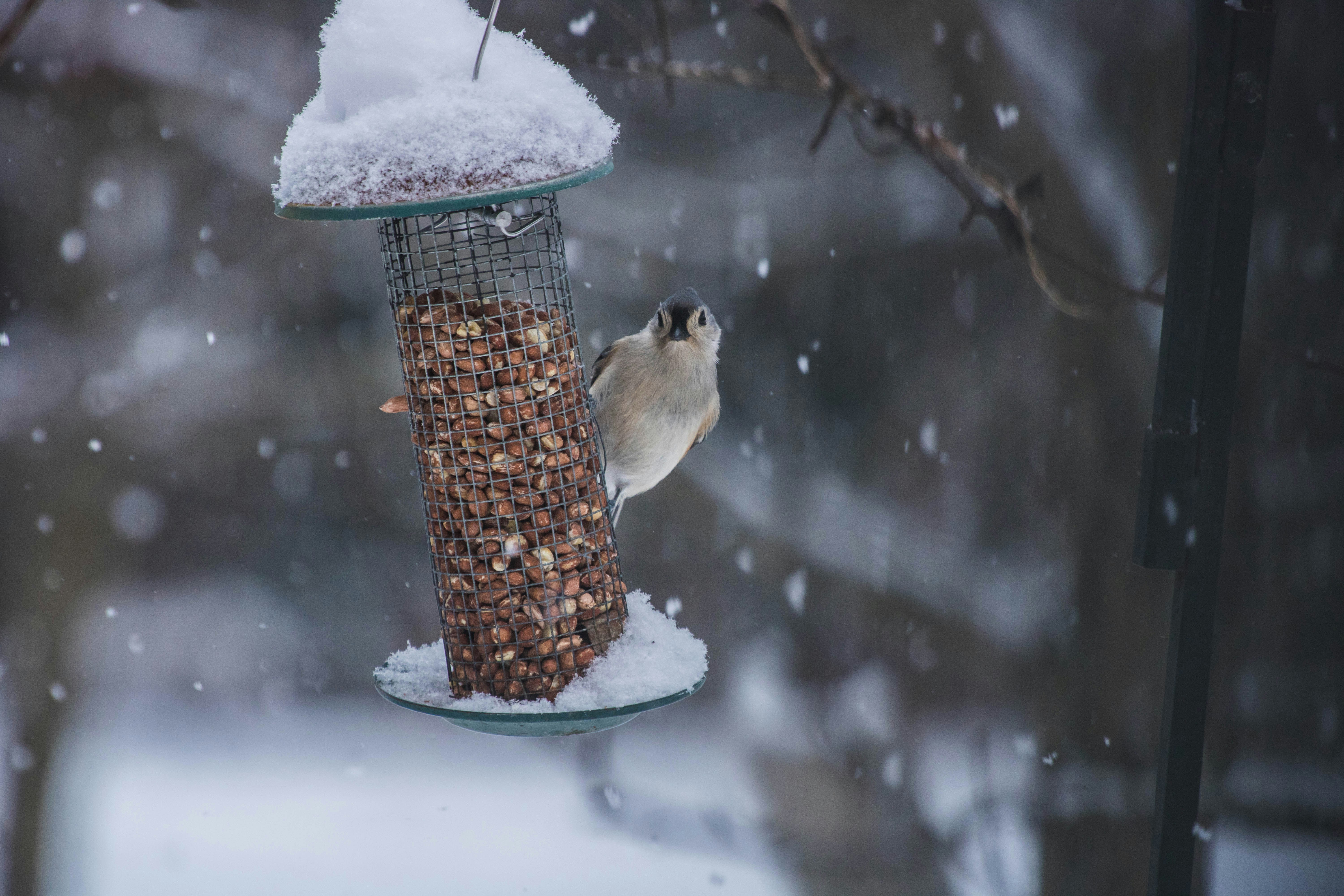 Tufted Titmouse at Snowy Bird Feeder