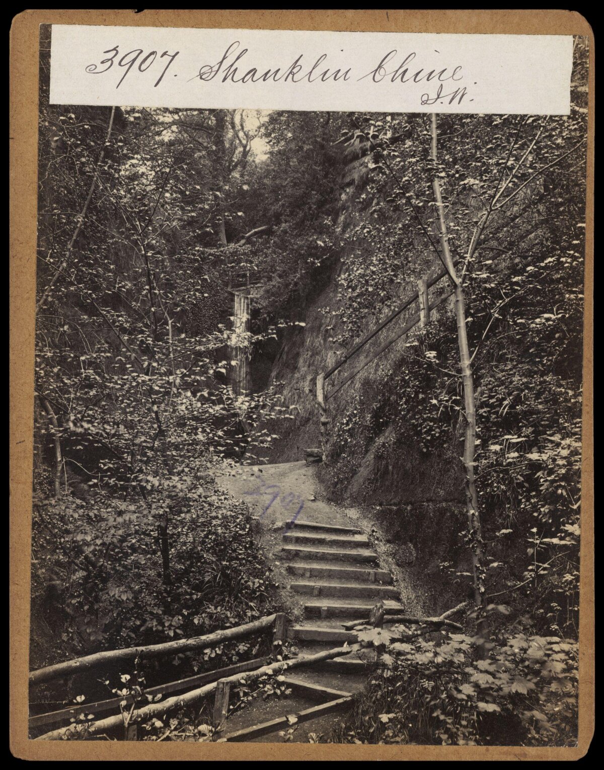 Shanklin Chine Stepped Path