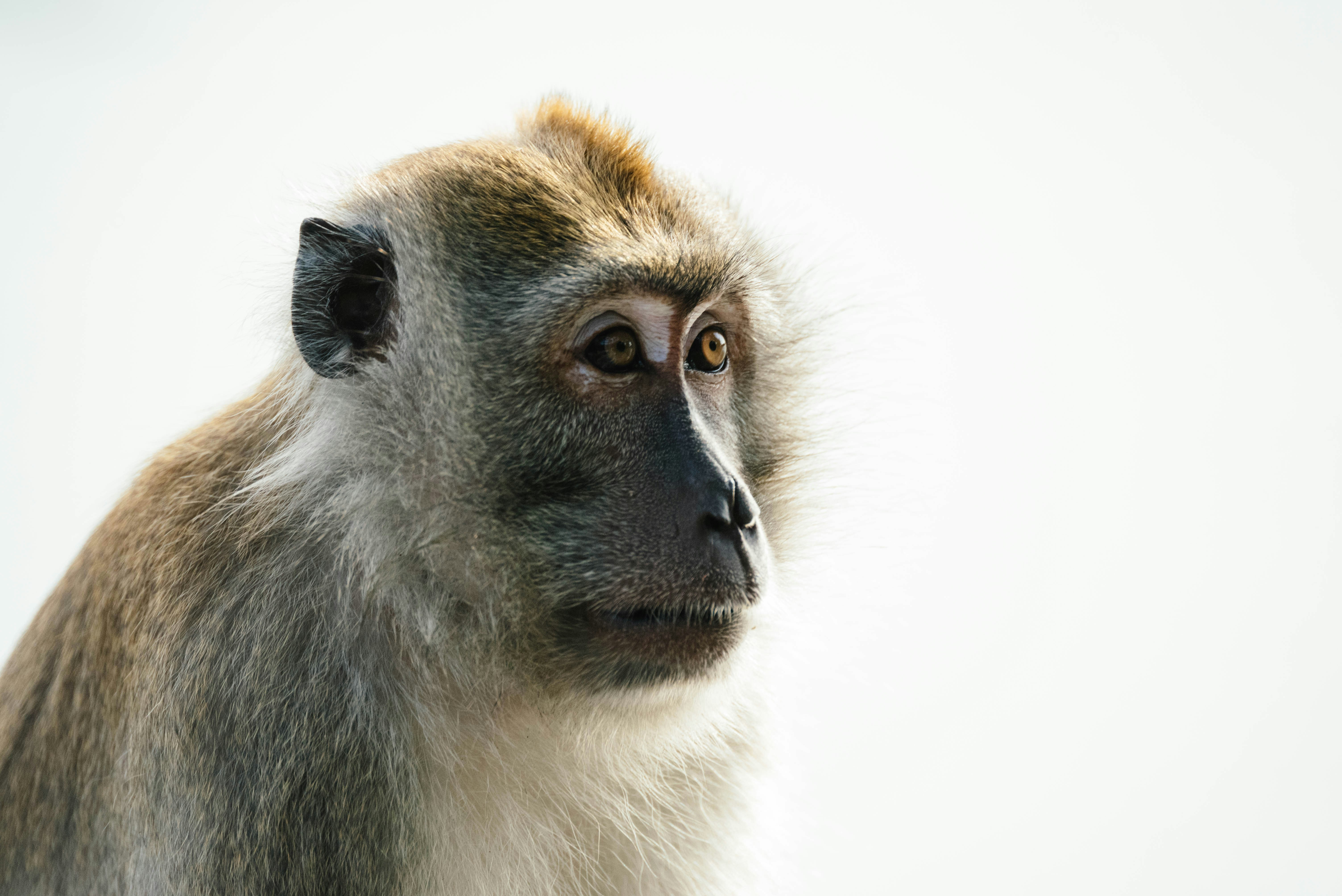 Close-up Portrait of a Macaque Monkey