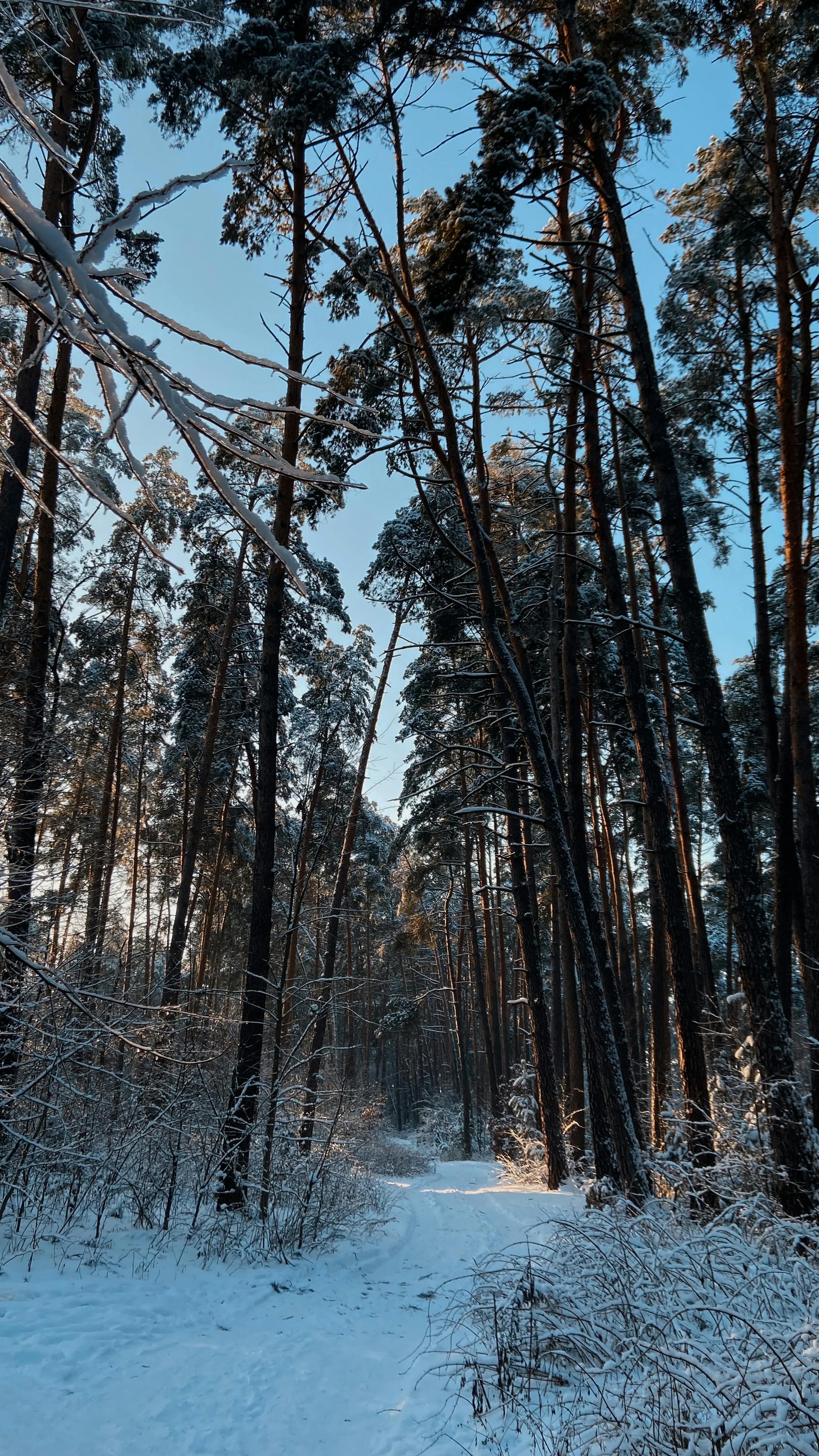 Snowy Pine Forest Path