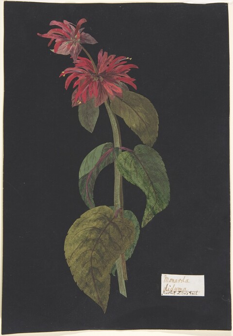 Monarda Didyma Botanical Illustration