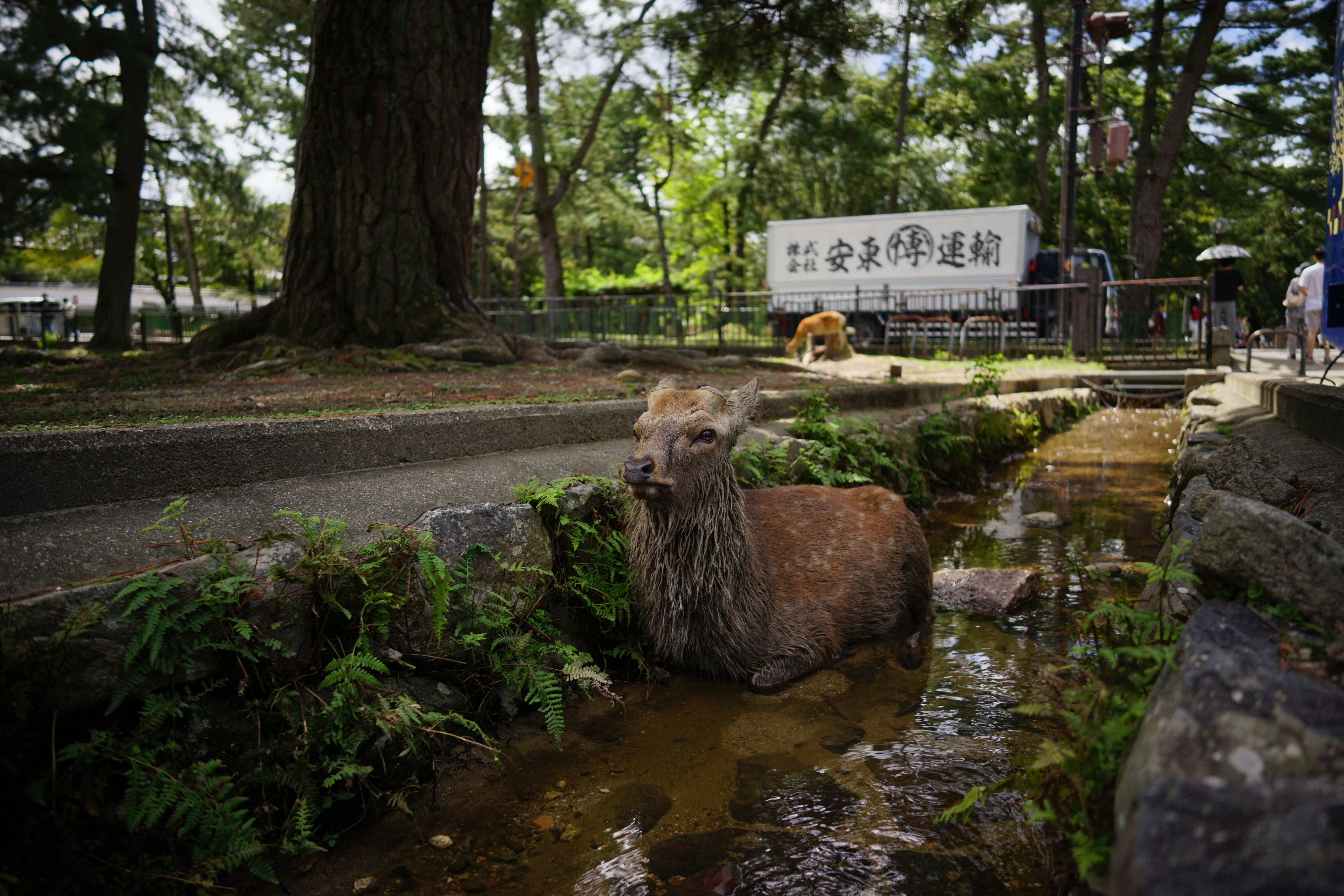 Deer Resting in Shallow Park Stream