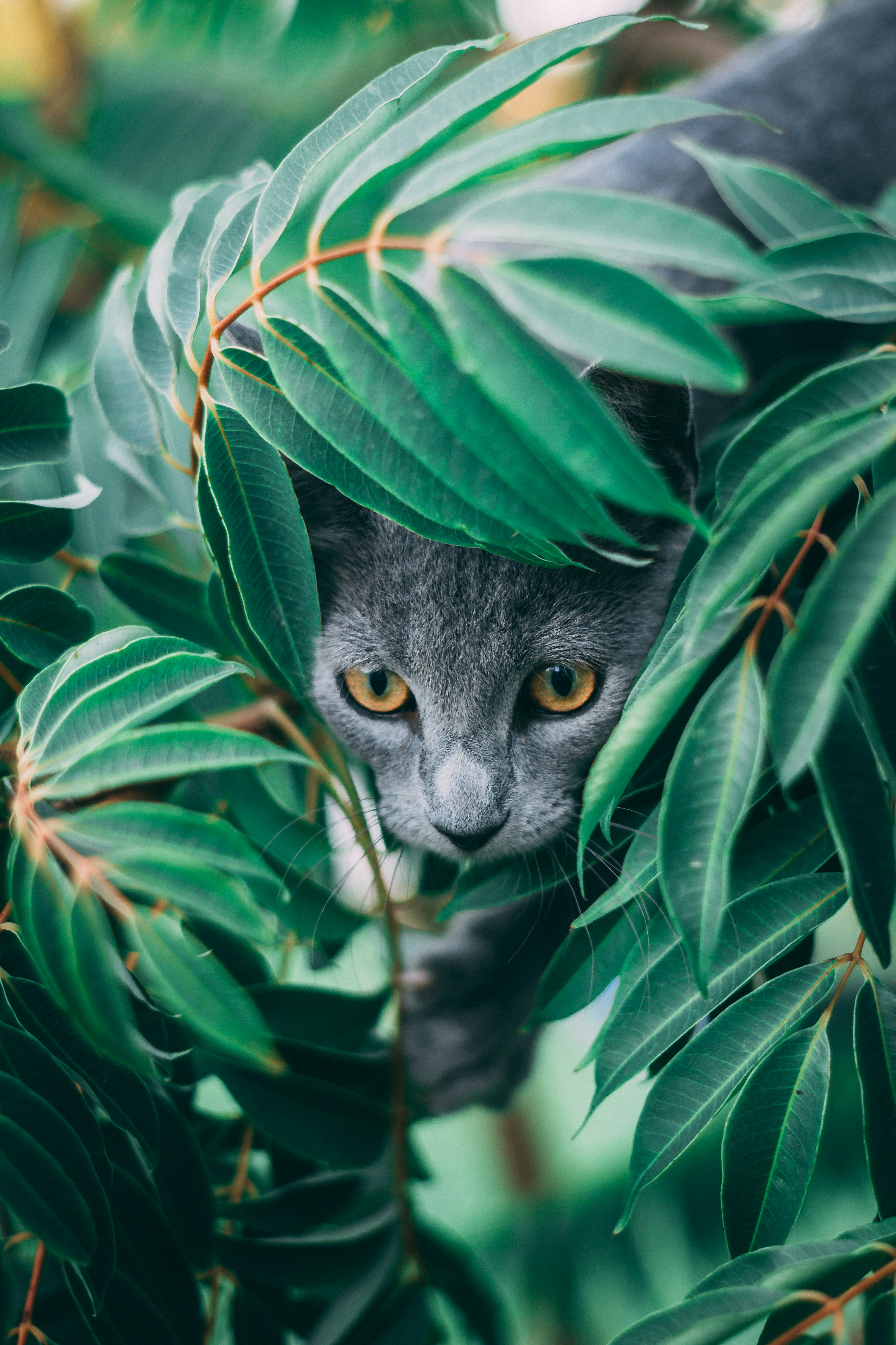 Gray Cat Hiding Among Green Leaves