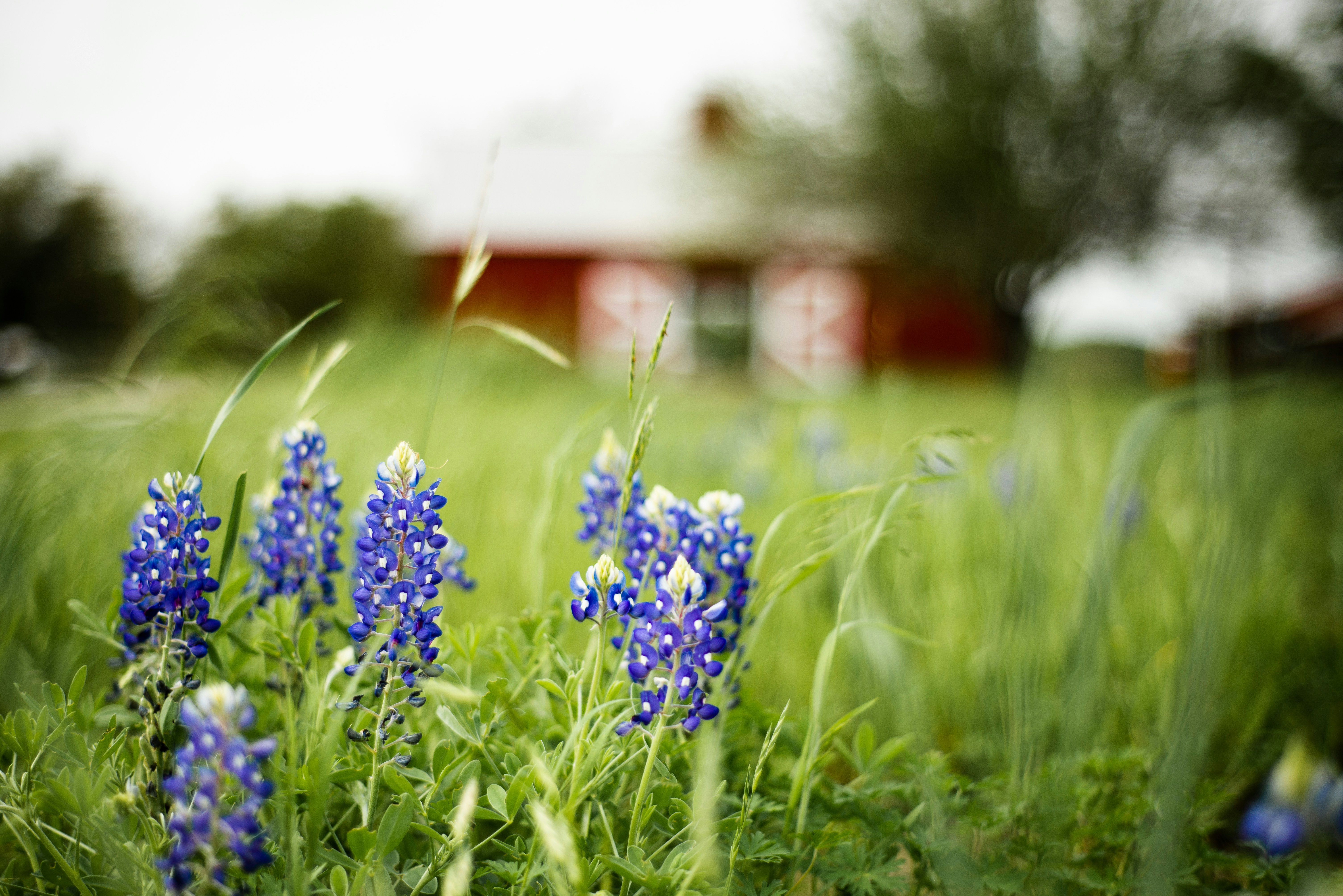 Bluebonnet Field With Red Barn