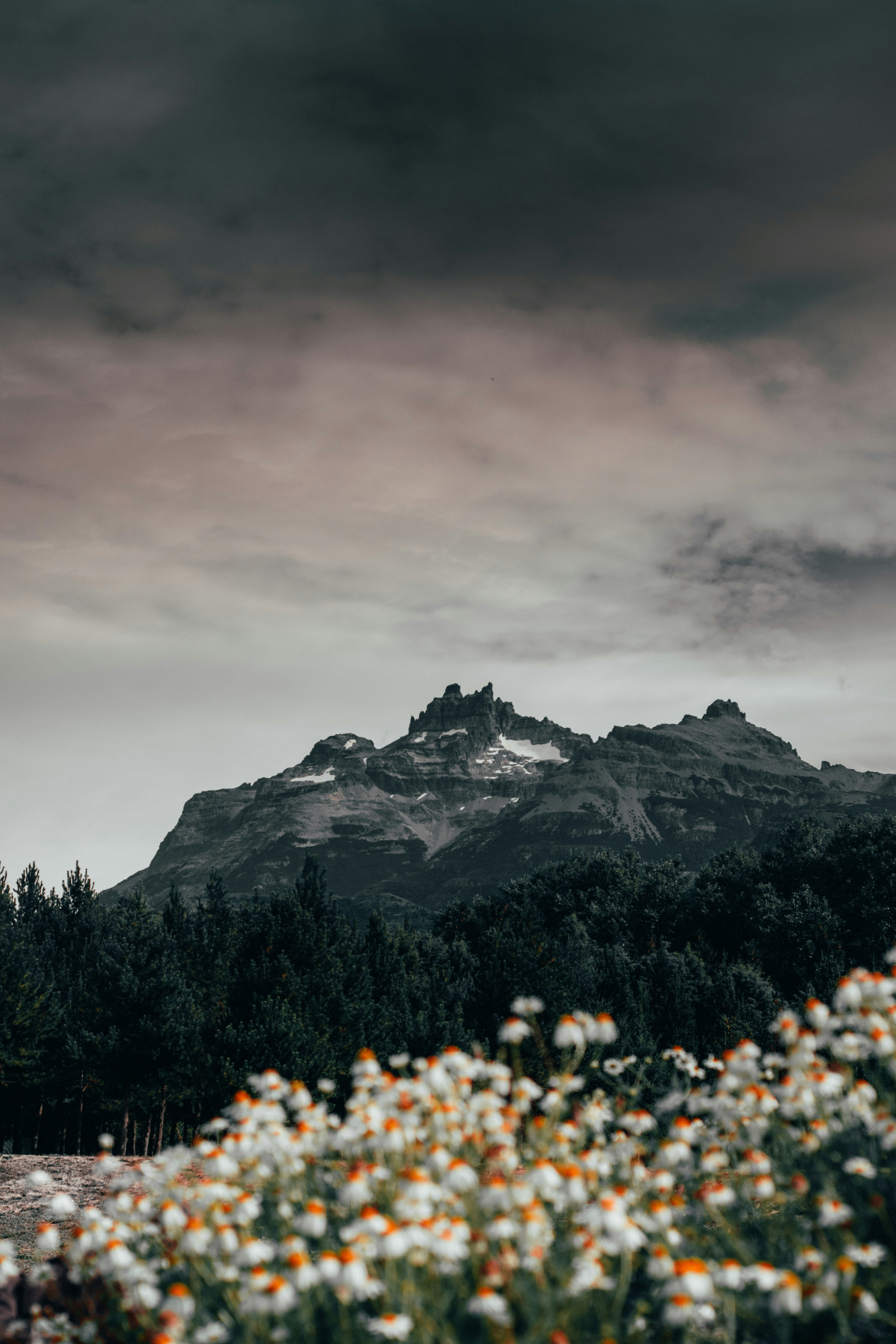 Wildflowers Before Rugged Snowy Mountain