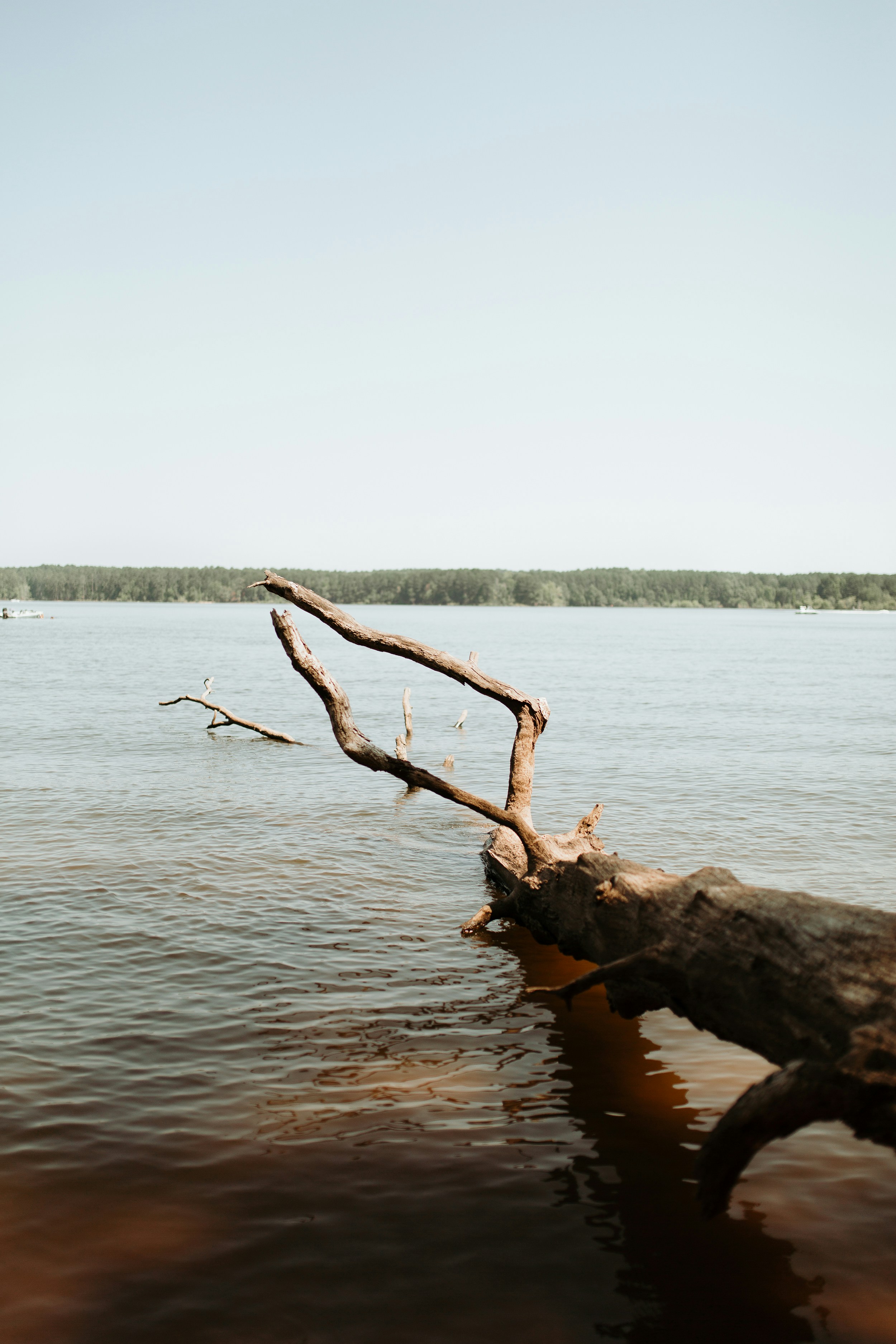Dead Tree Trunk in Lake