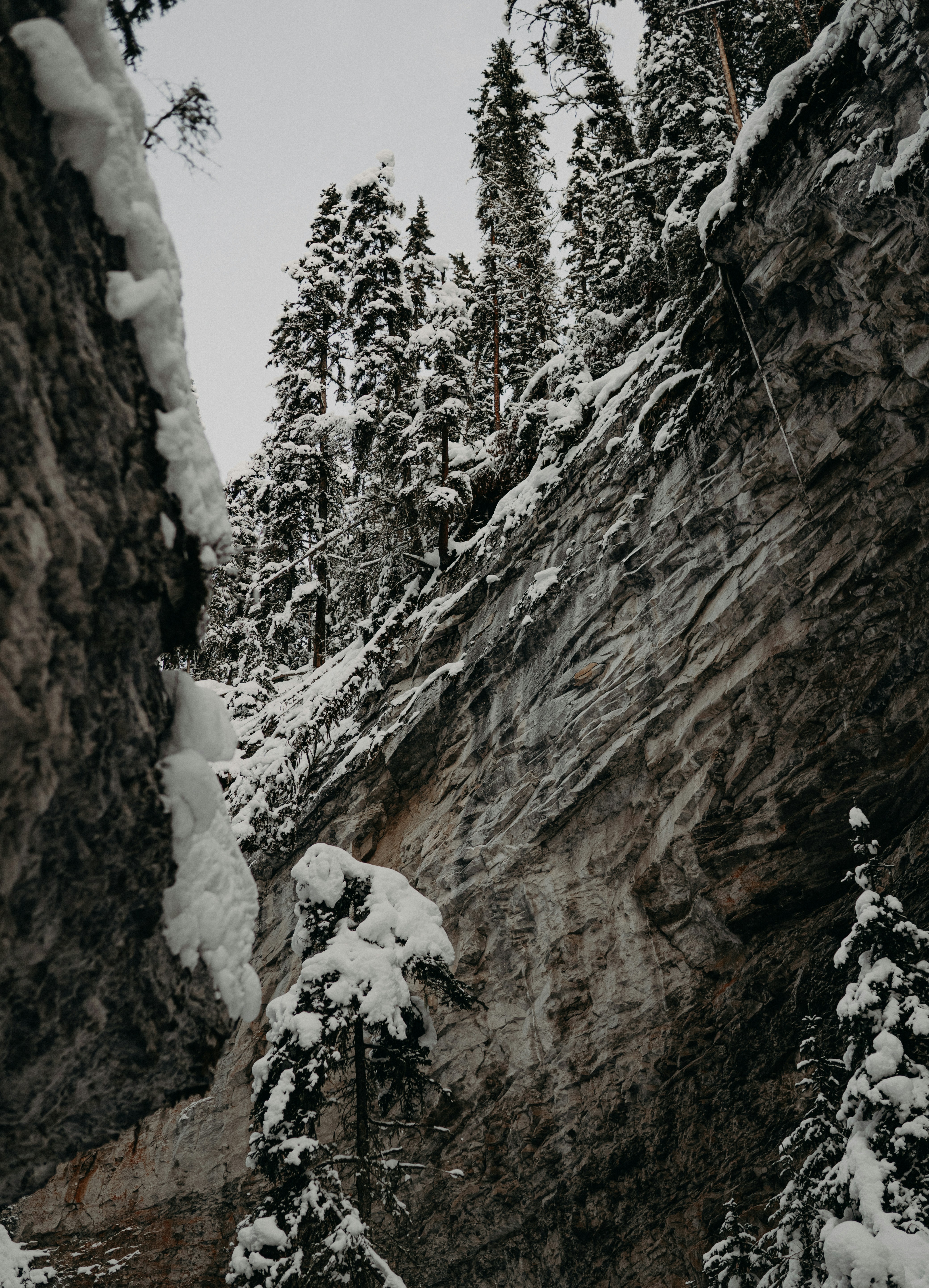 Snow-covered Cliff and Pine Forest