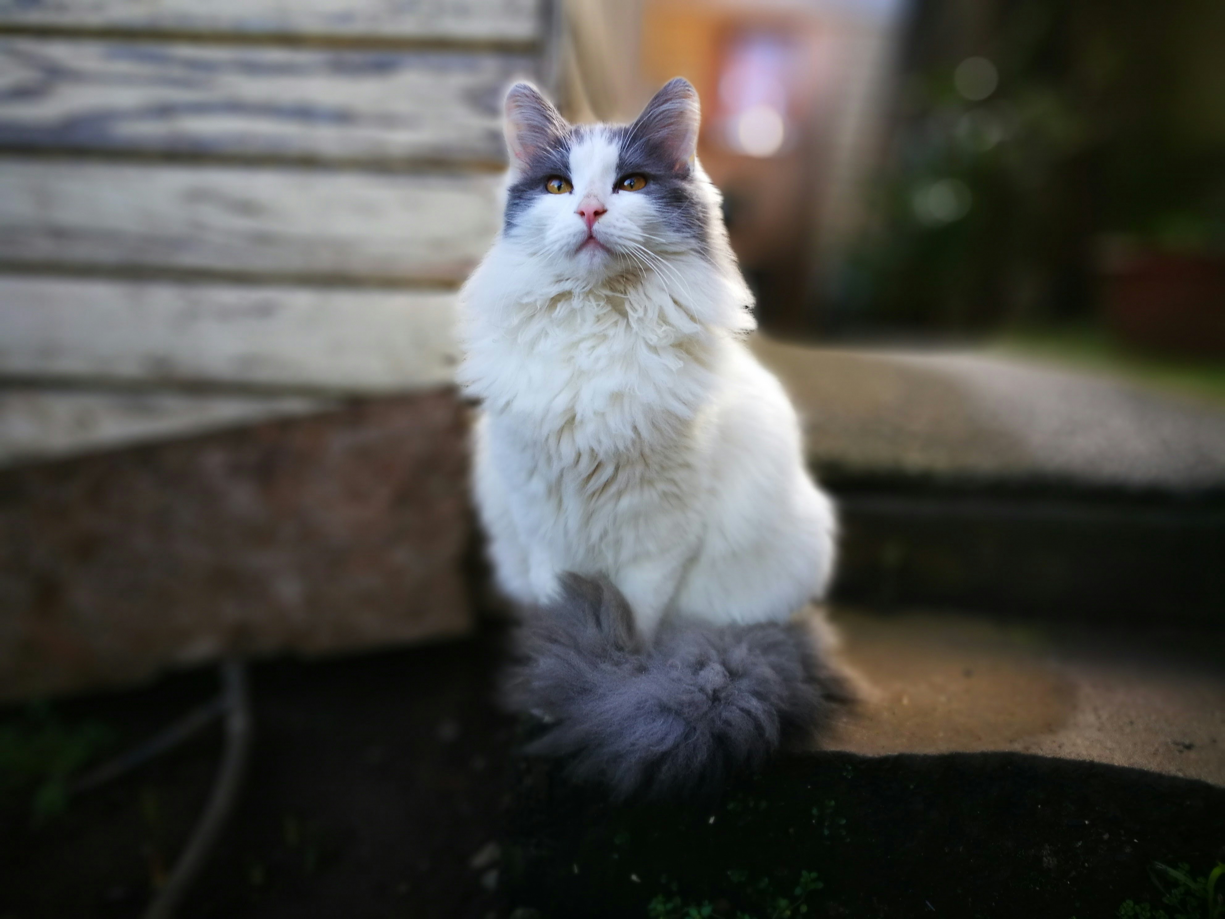 Fluffy Gray White Cat Sitting Outdoors