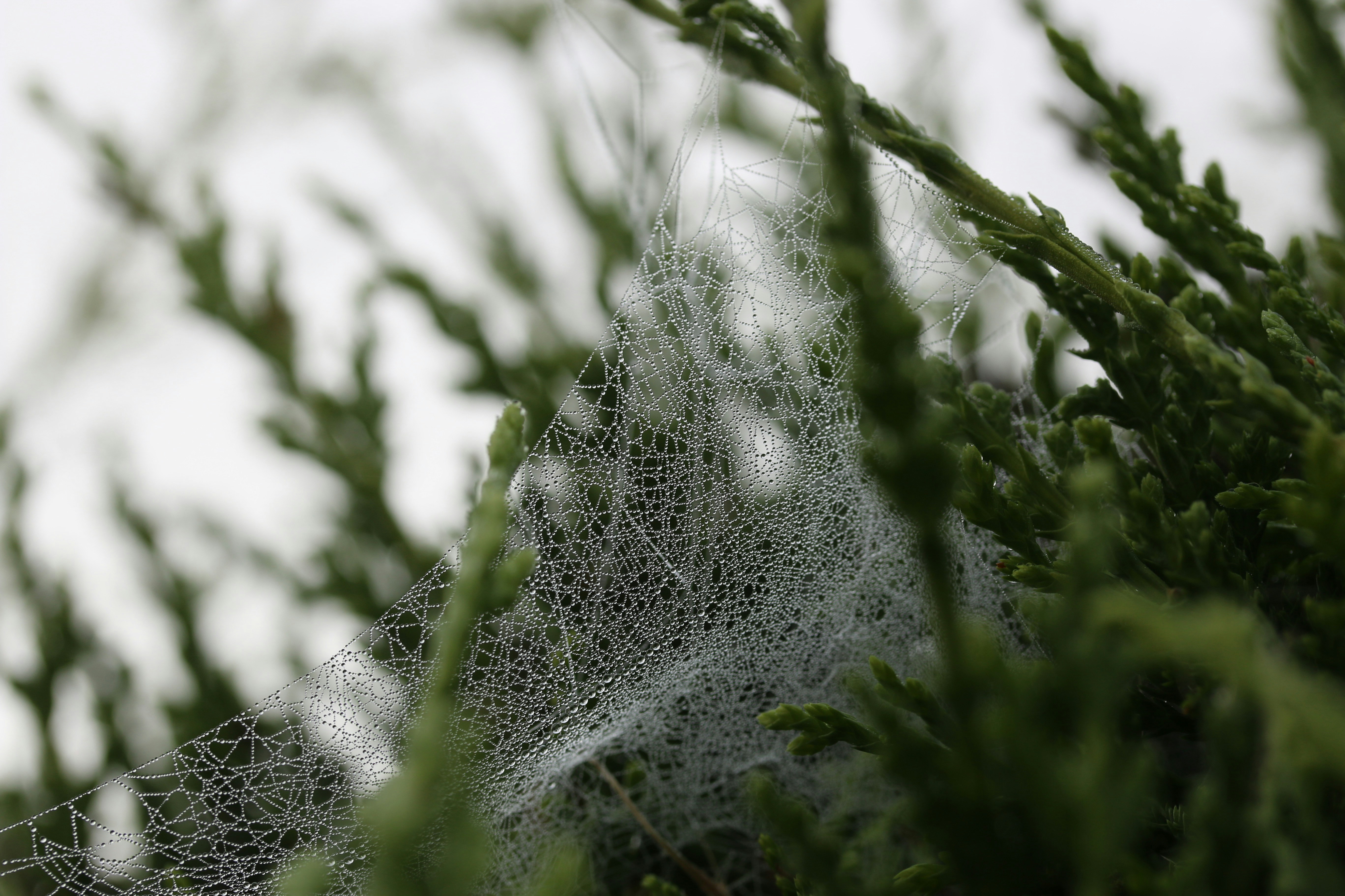 Dew-covered Spiderweb on Green Shrub