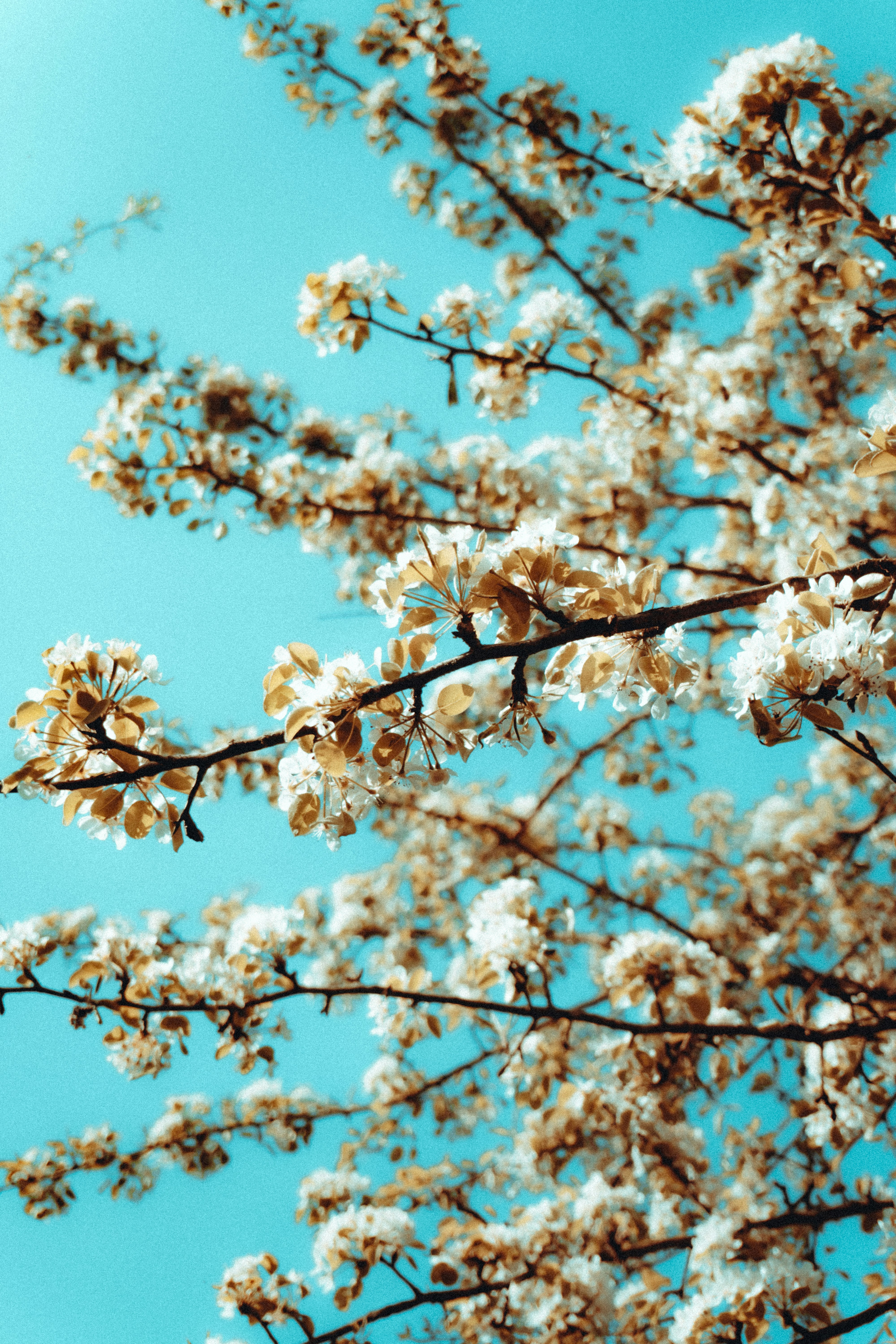 Blooming Tree Branches Under Blue Sky