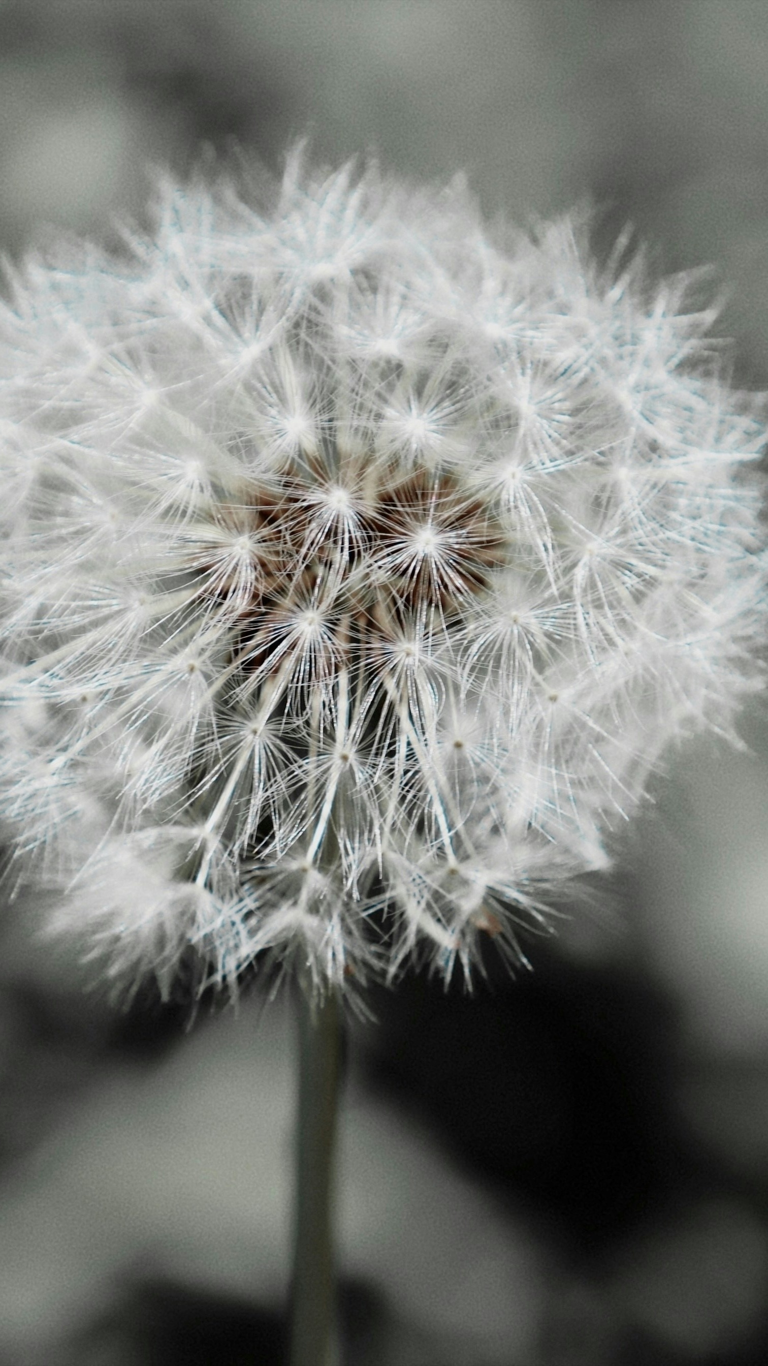 Close Up of Dandelion Seed Head