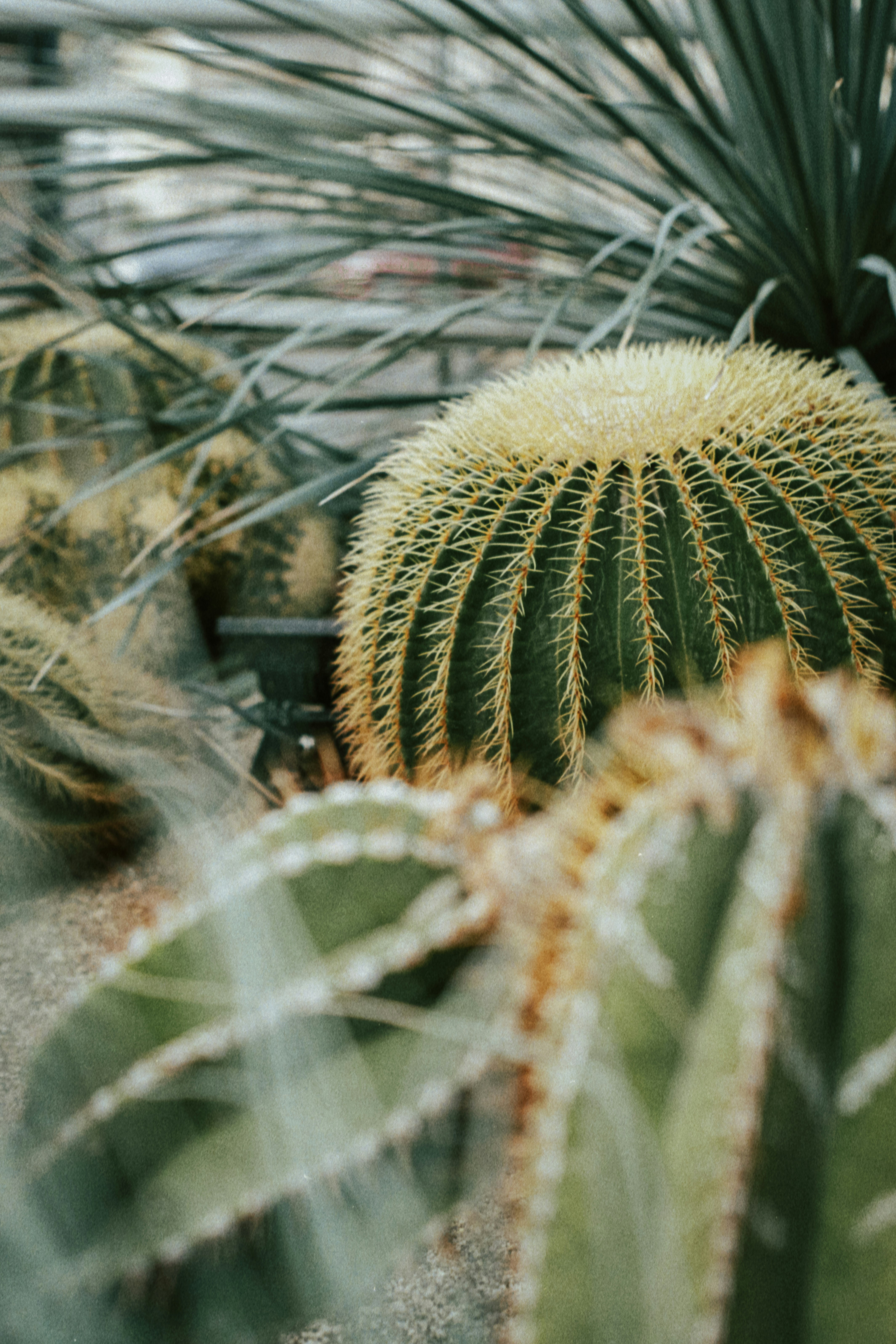Close-up of Multiple Cacti