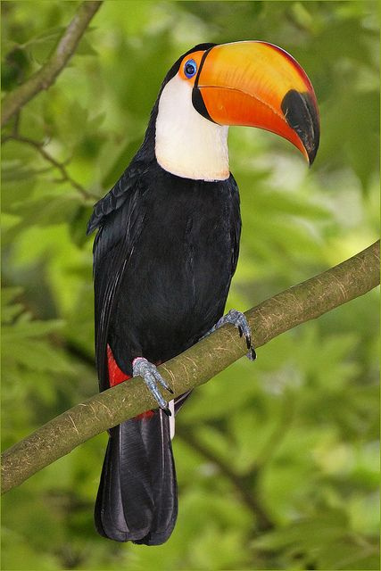 Toco Toucan Perched on Tree Branch