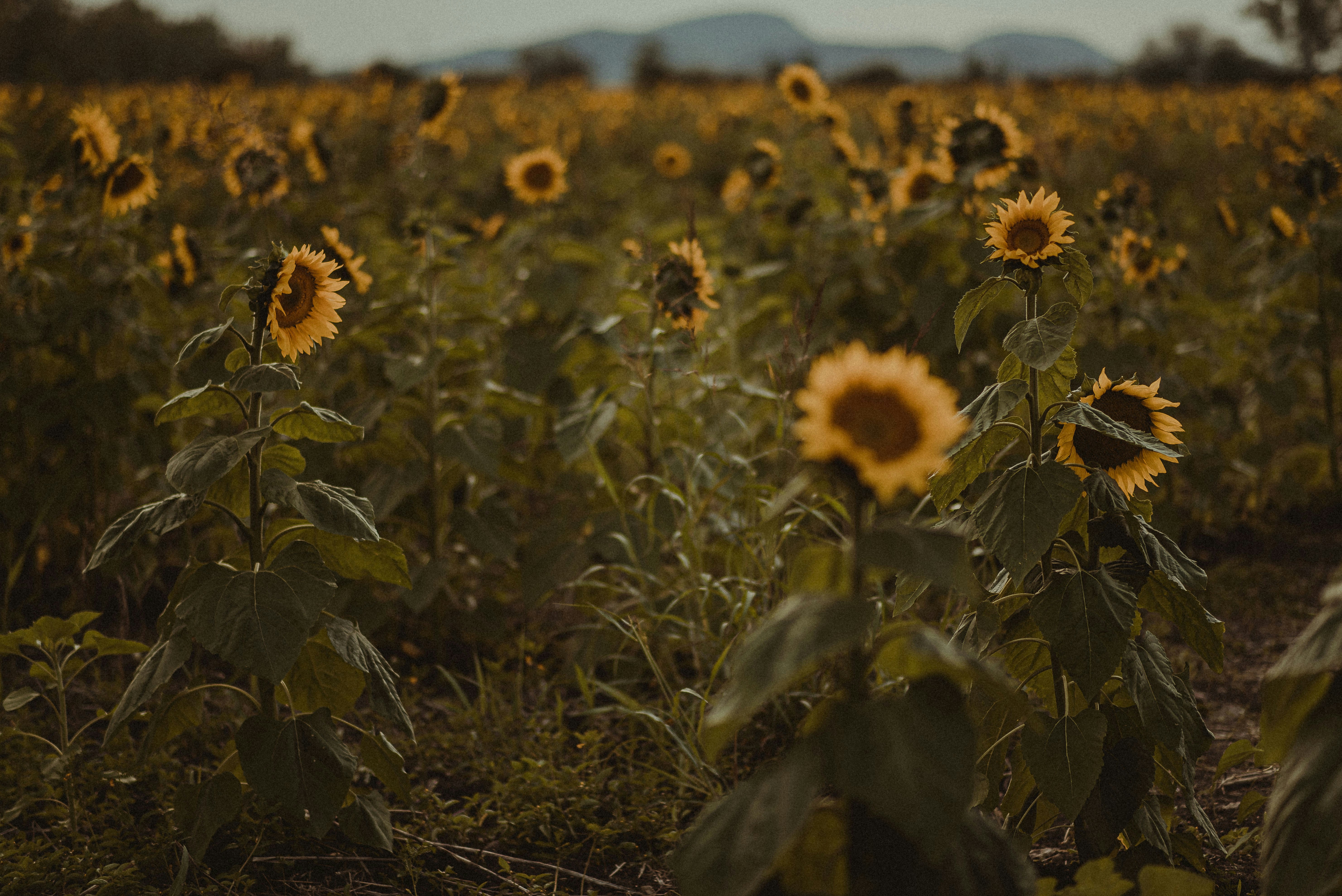 Sunflower Field at Dusk