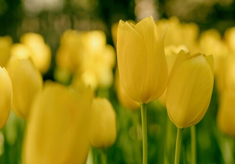 Yellow Tulips in Bloom