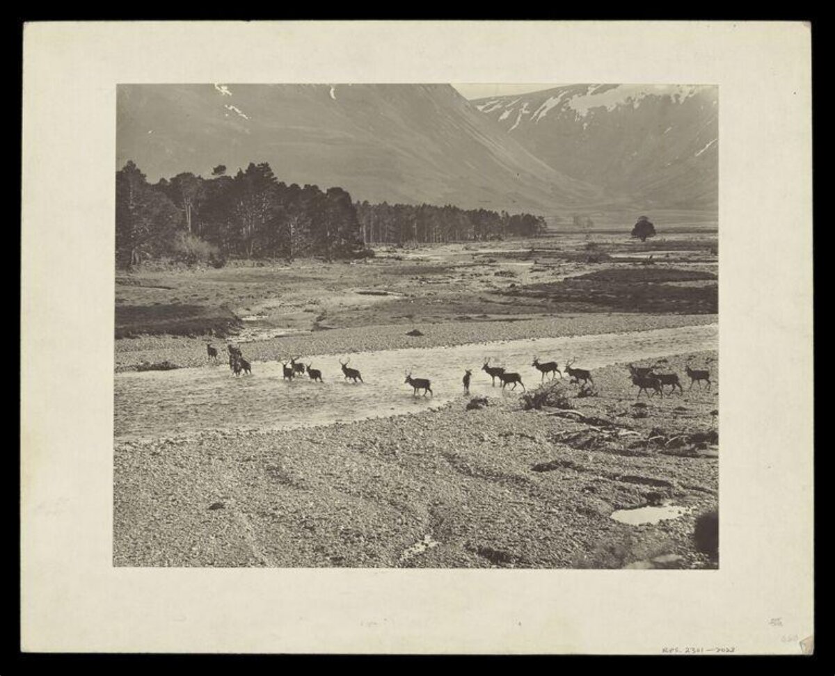 Herd of Deer Crossing Mountain River