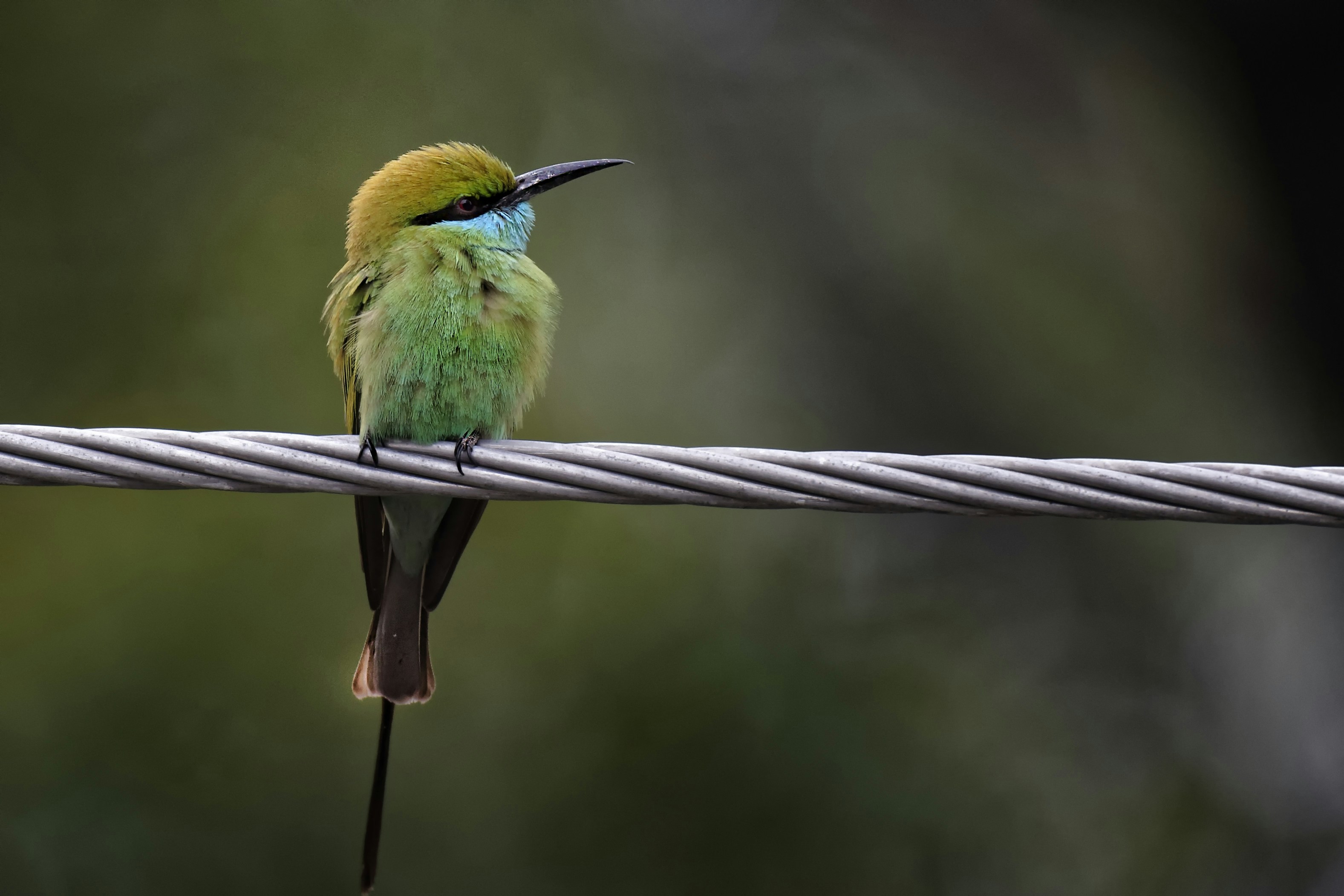 Green Bee-eater Perched on Wire