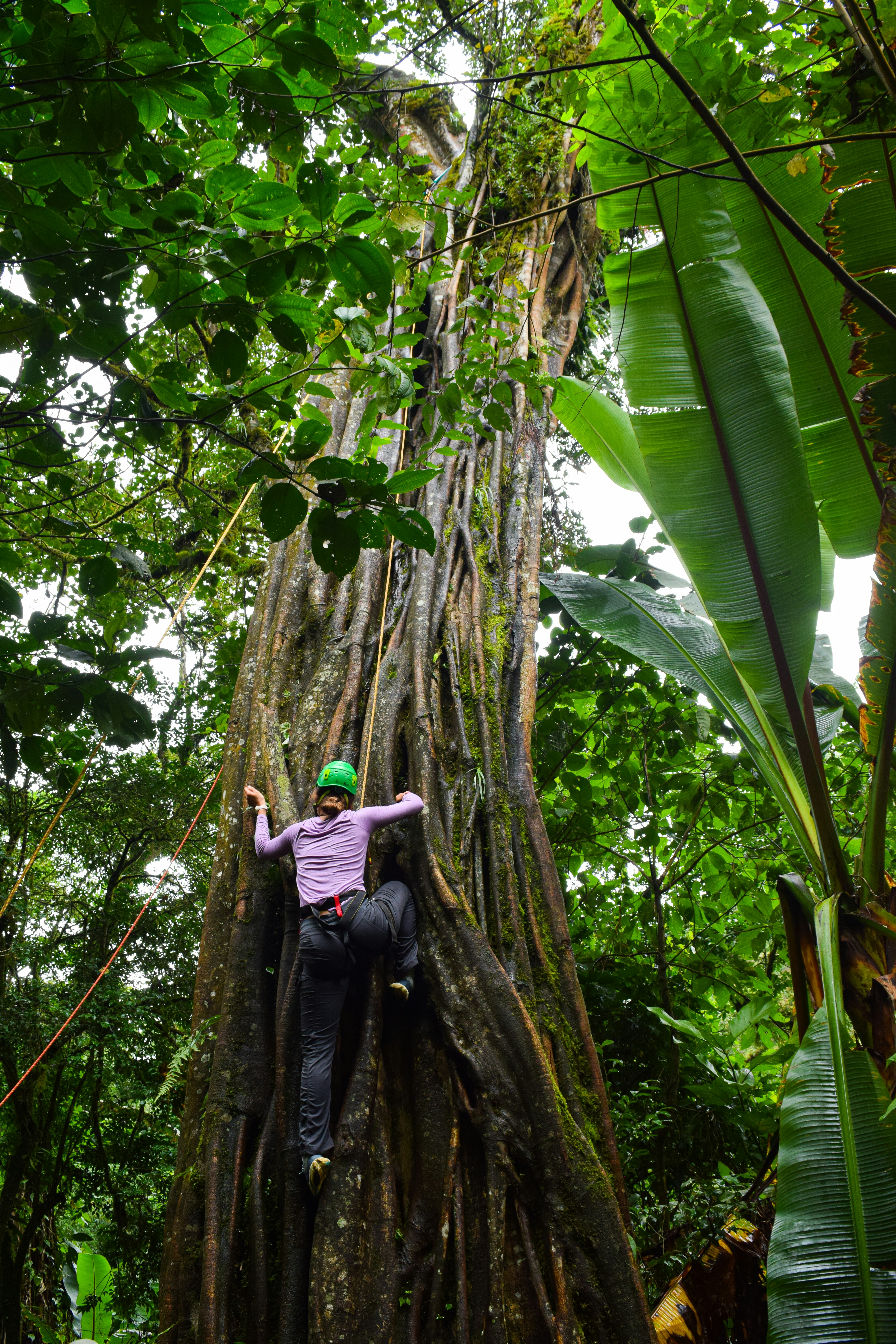 Climber Ascending Giant Rainforest Tree