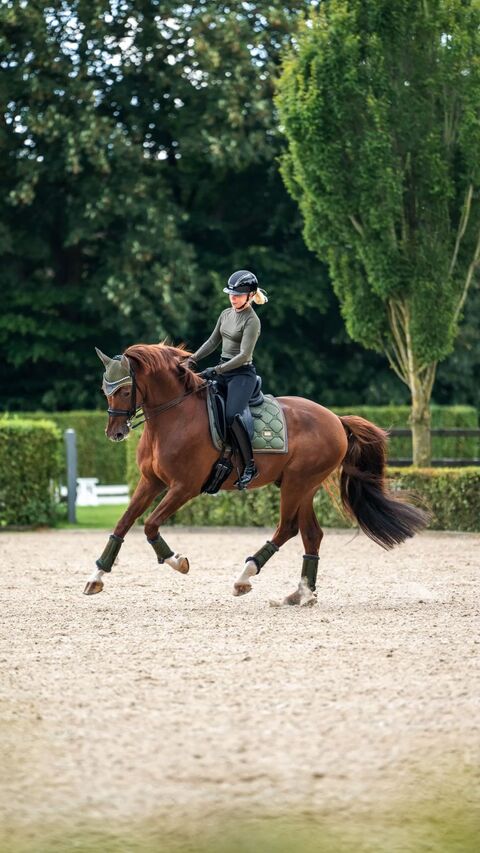Dressage Horse Training in Outdoor Arena
