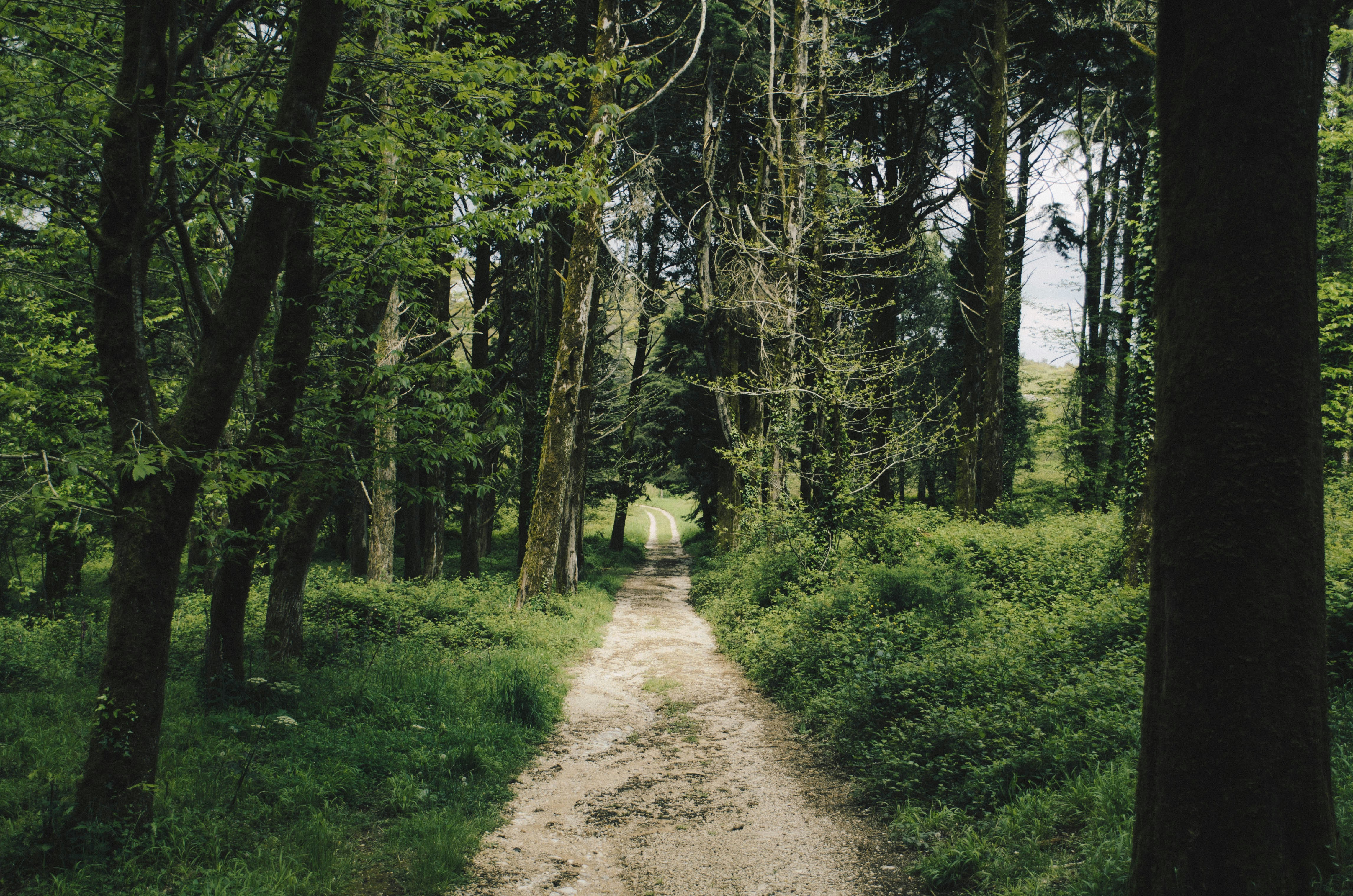 Dirt Path Through Forest