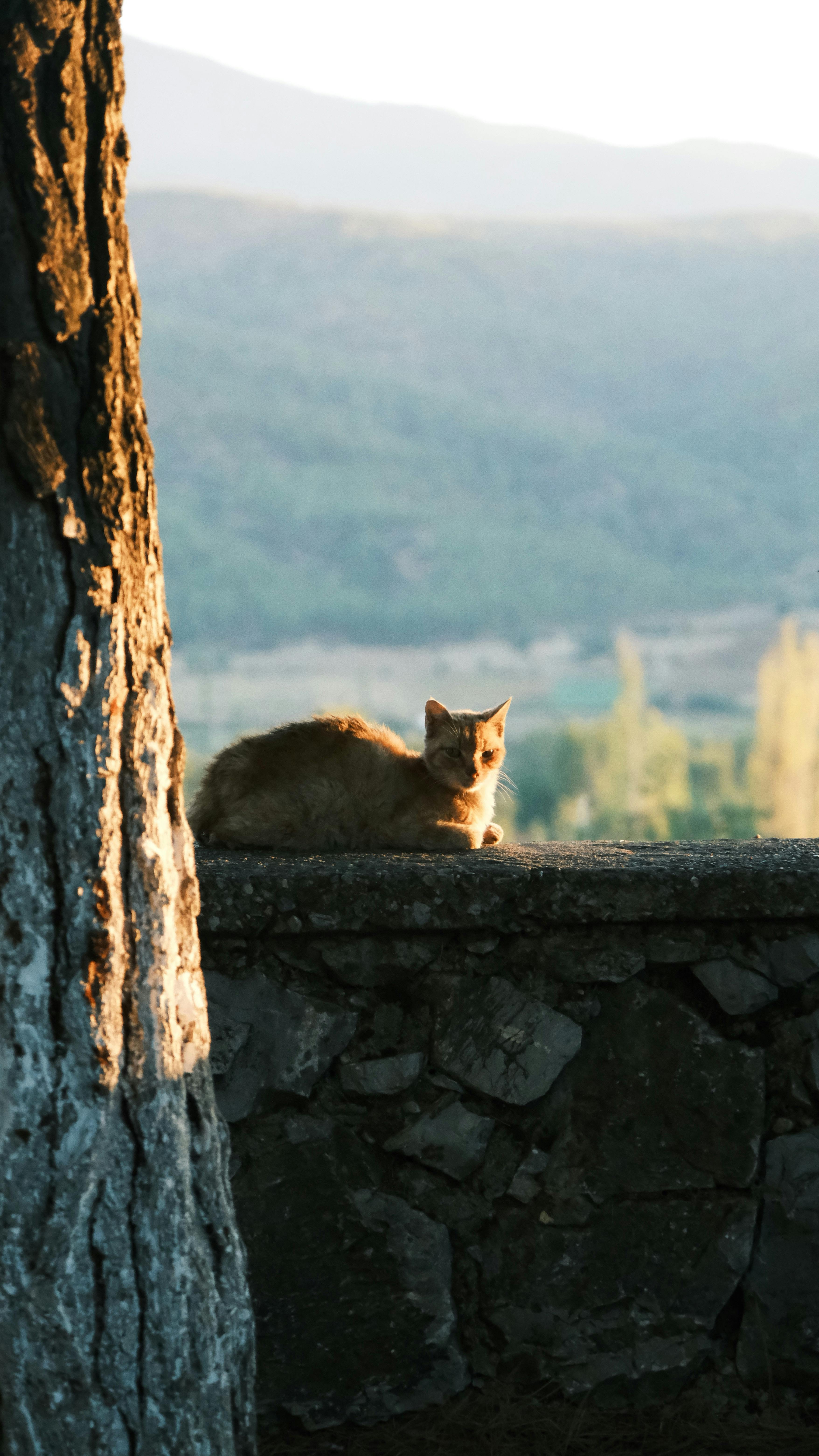 Ginger Cat Resting Overlooking Valley