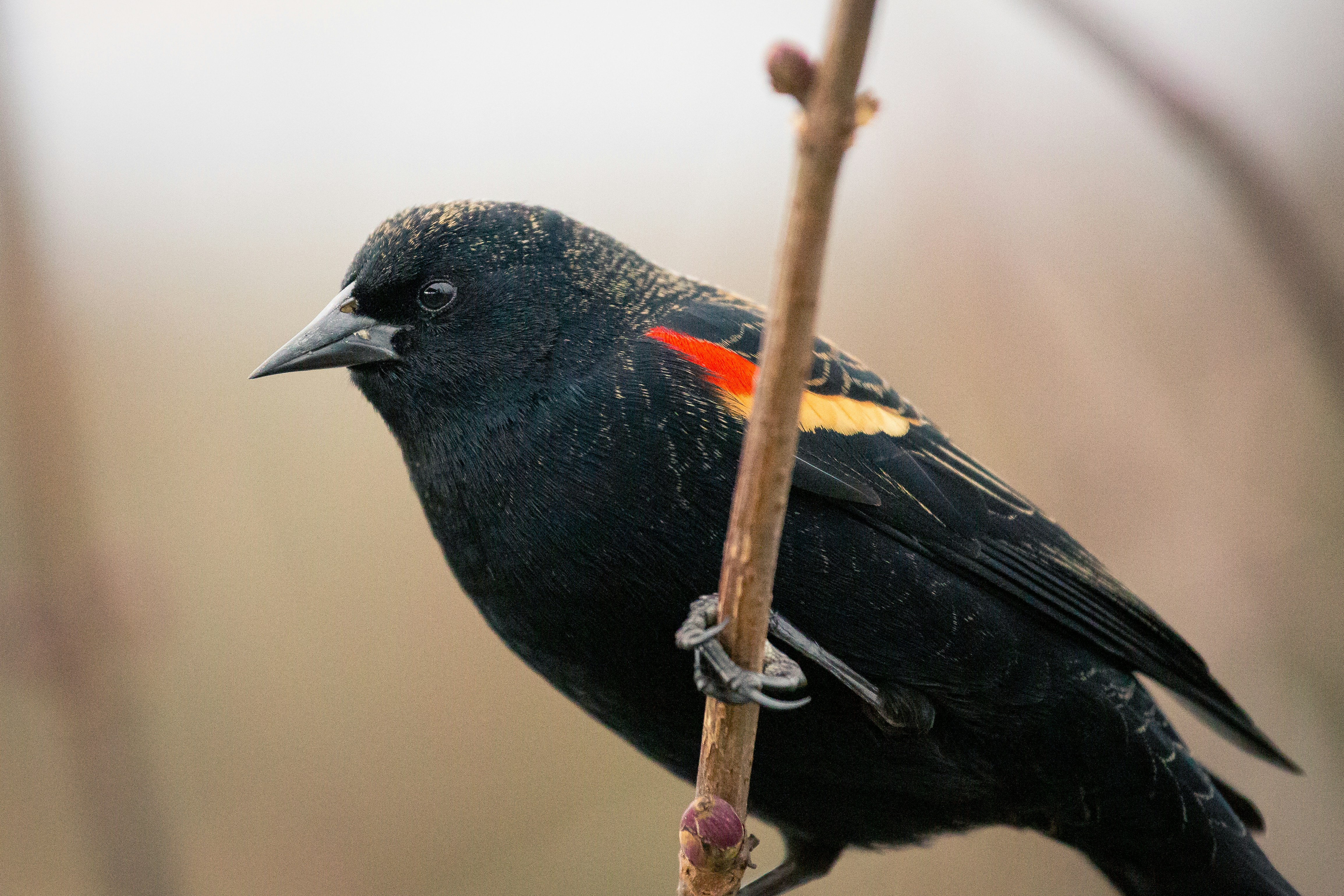 Red-winged Blackbird Perched on Branch