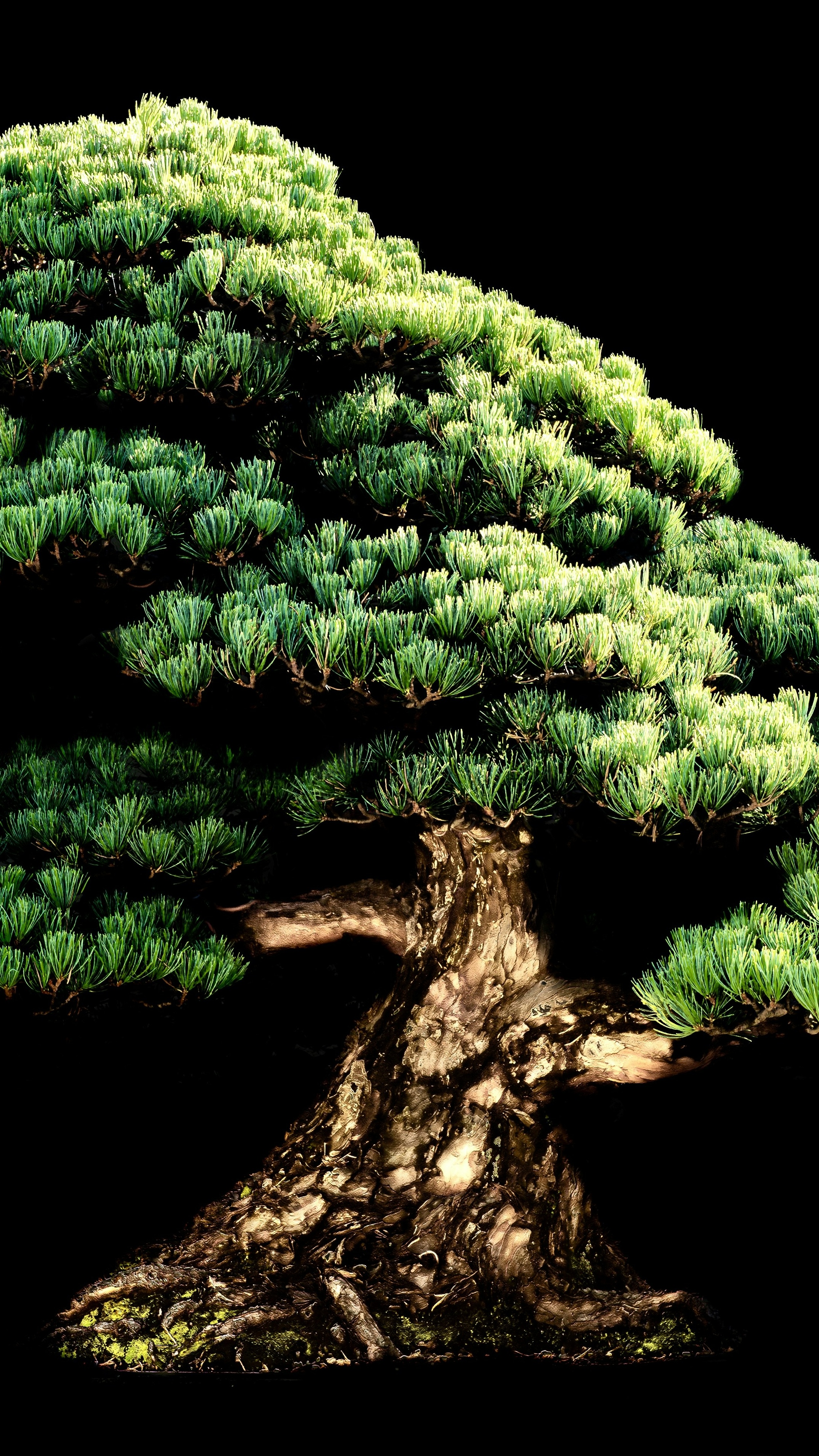 Mature Pine Bonsai Tree