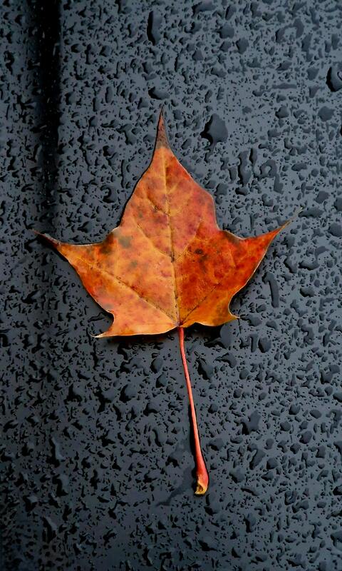 Autumn Maple Leaf on Wet Dark Surface