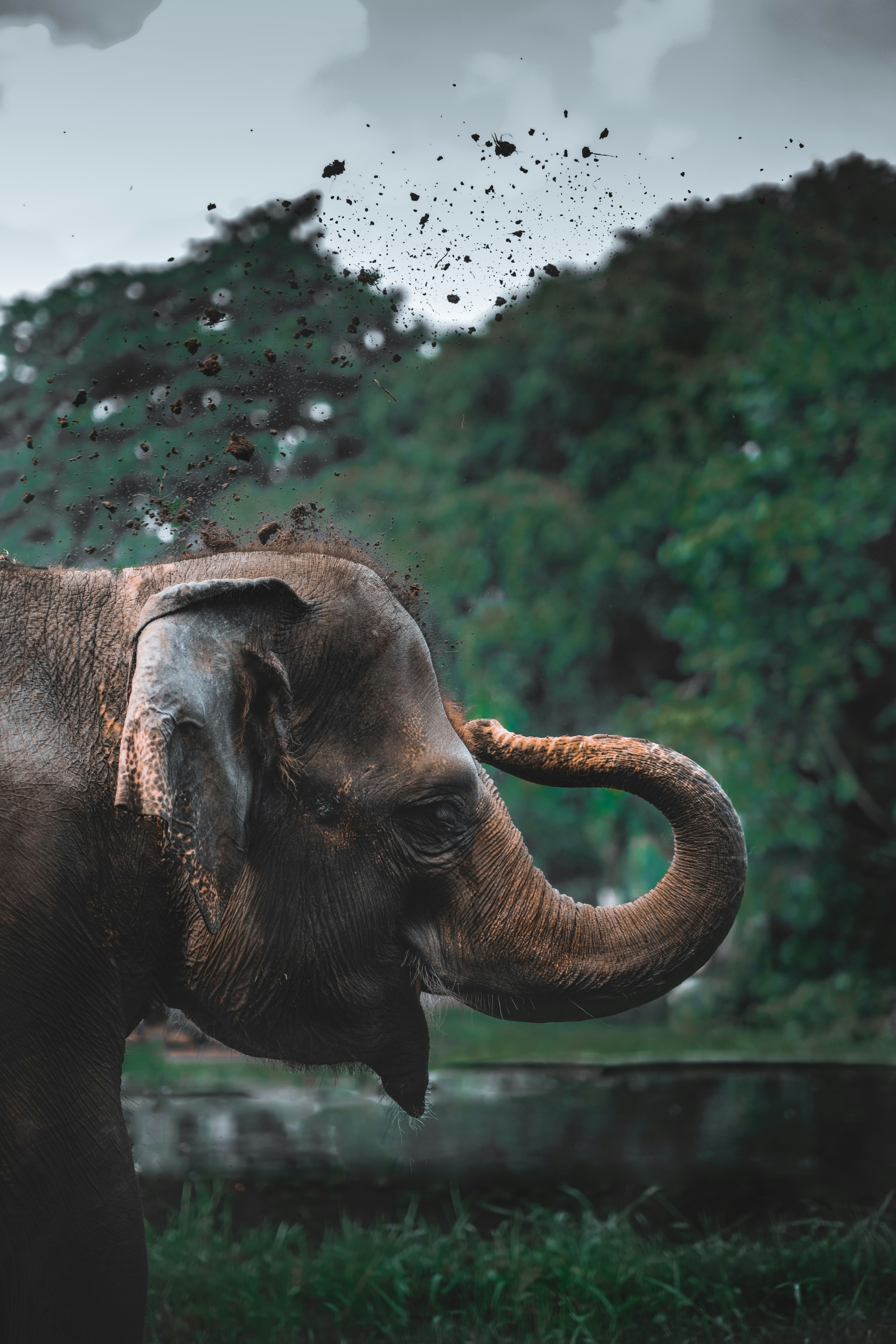 Elephant Throwing Dirt