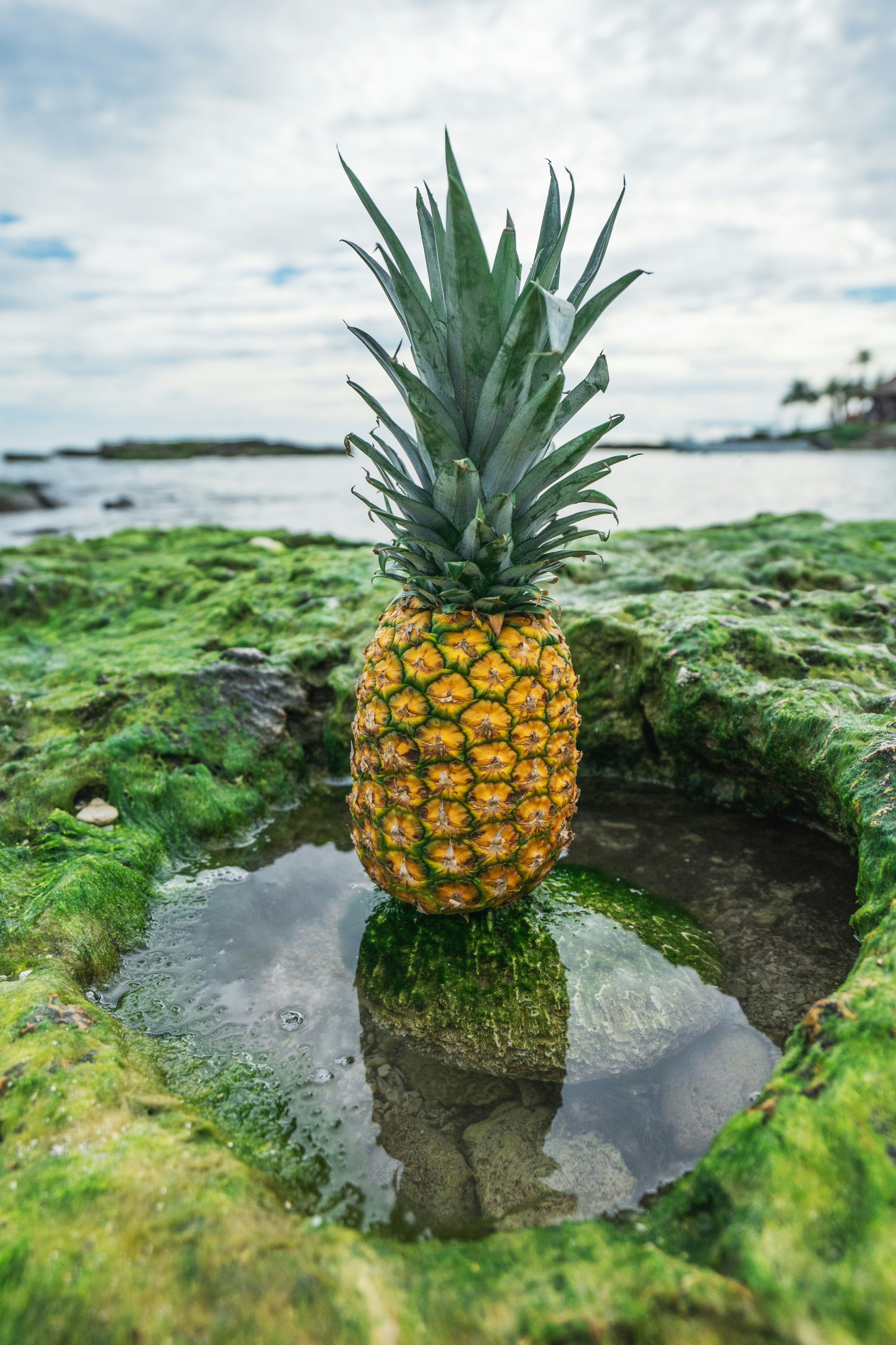 Pineapple on Coastal Mossy Rock — Fruit Encyclopedia