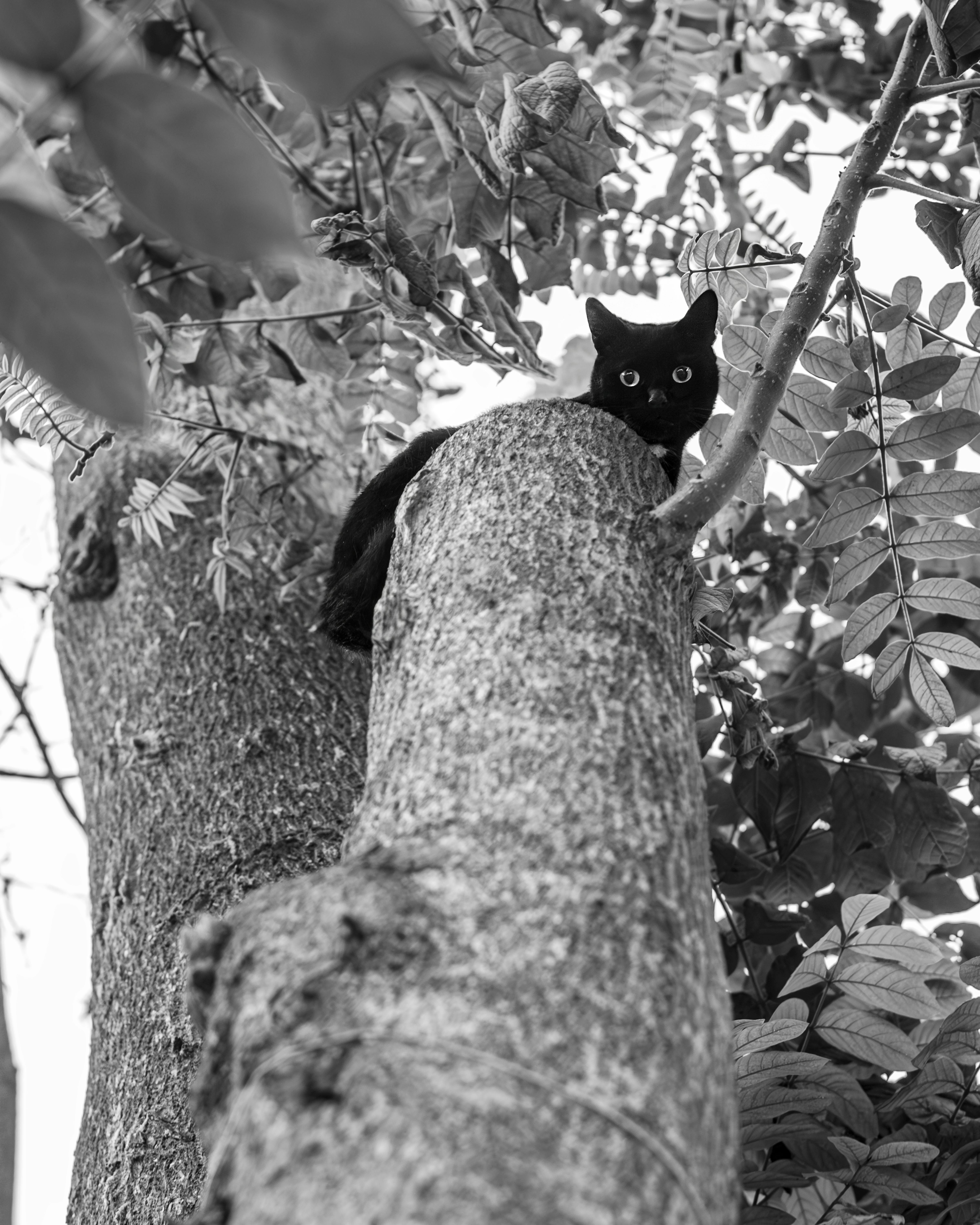 Black Cat Hiding in Tree