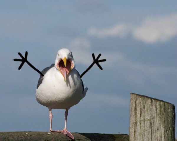 Funny Edited Seagull With Drawn Arms — Funny