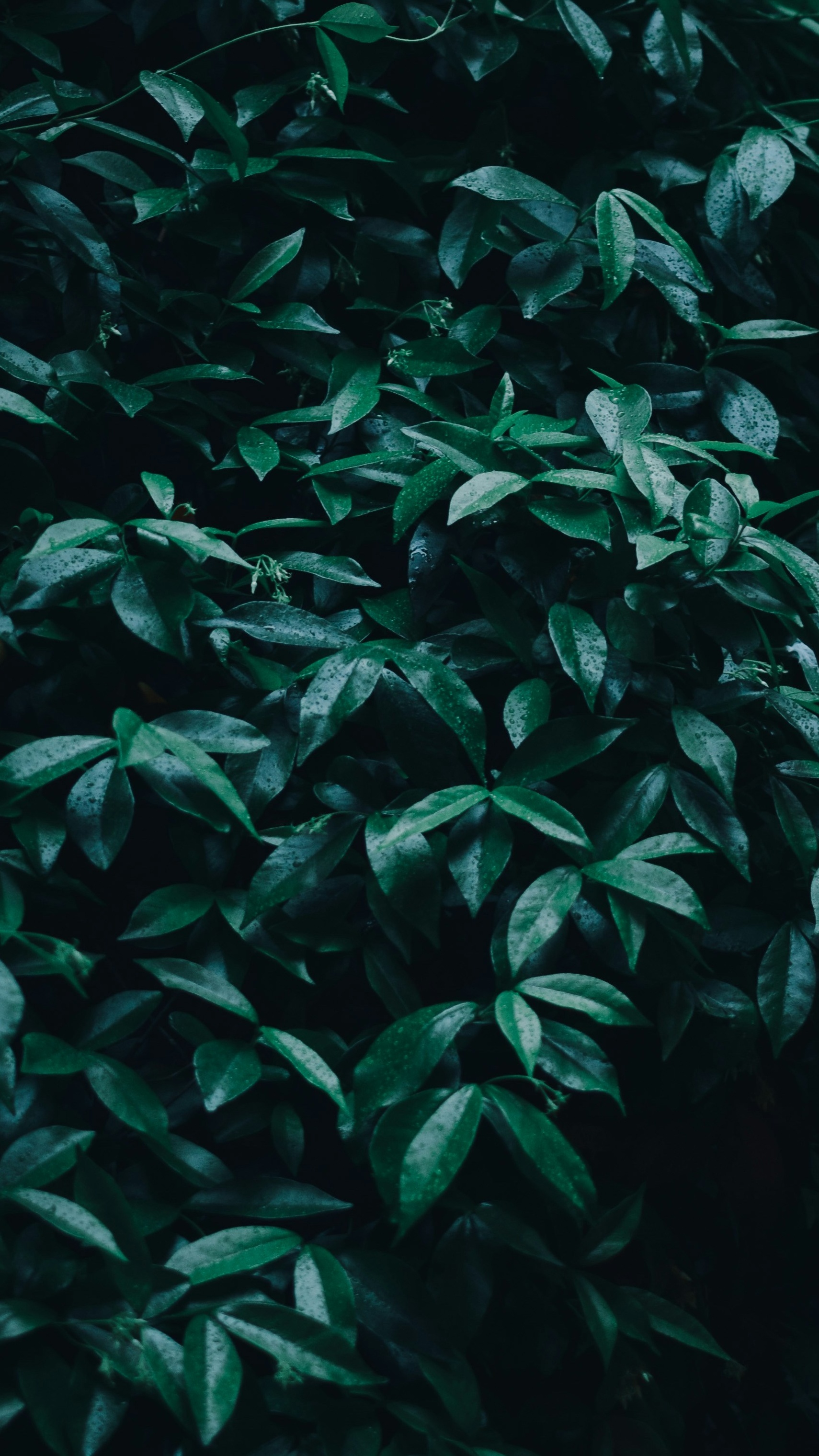 Forest & Flora