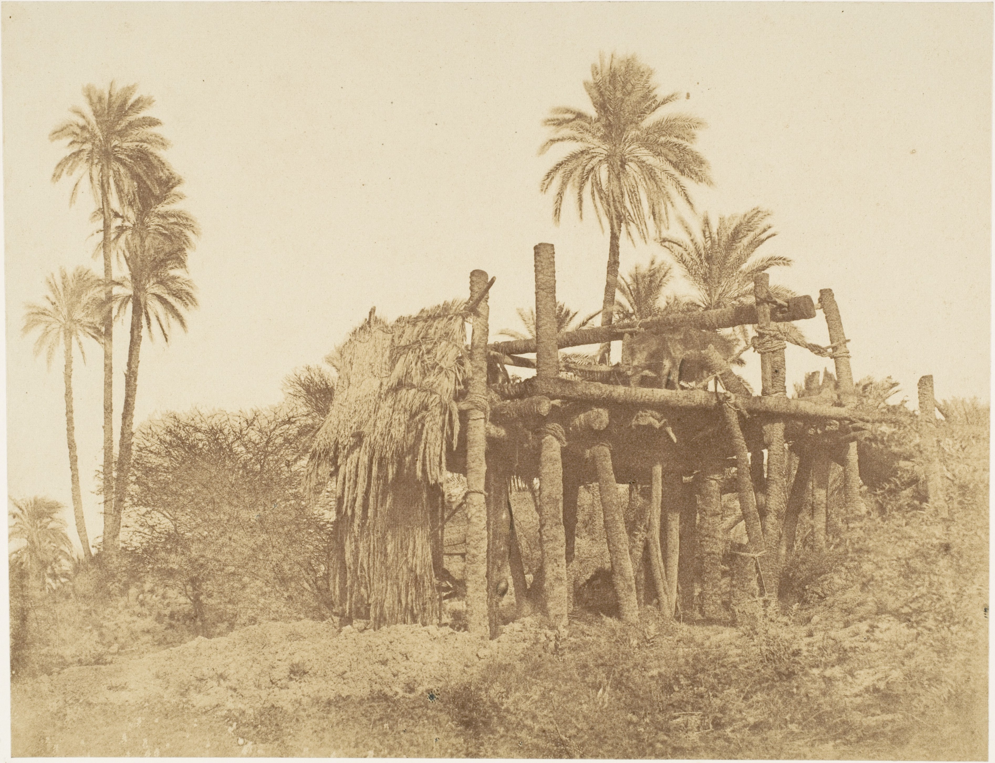 Stilted Thatched Hut among Date Palms