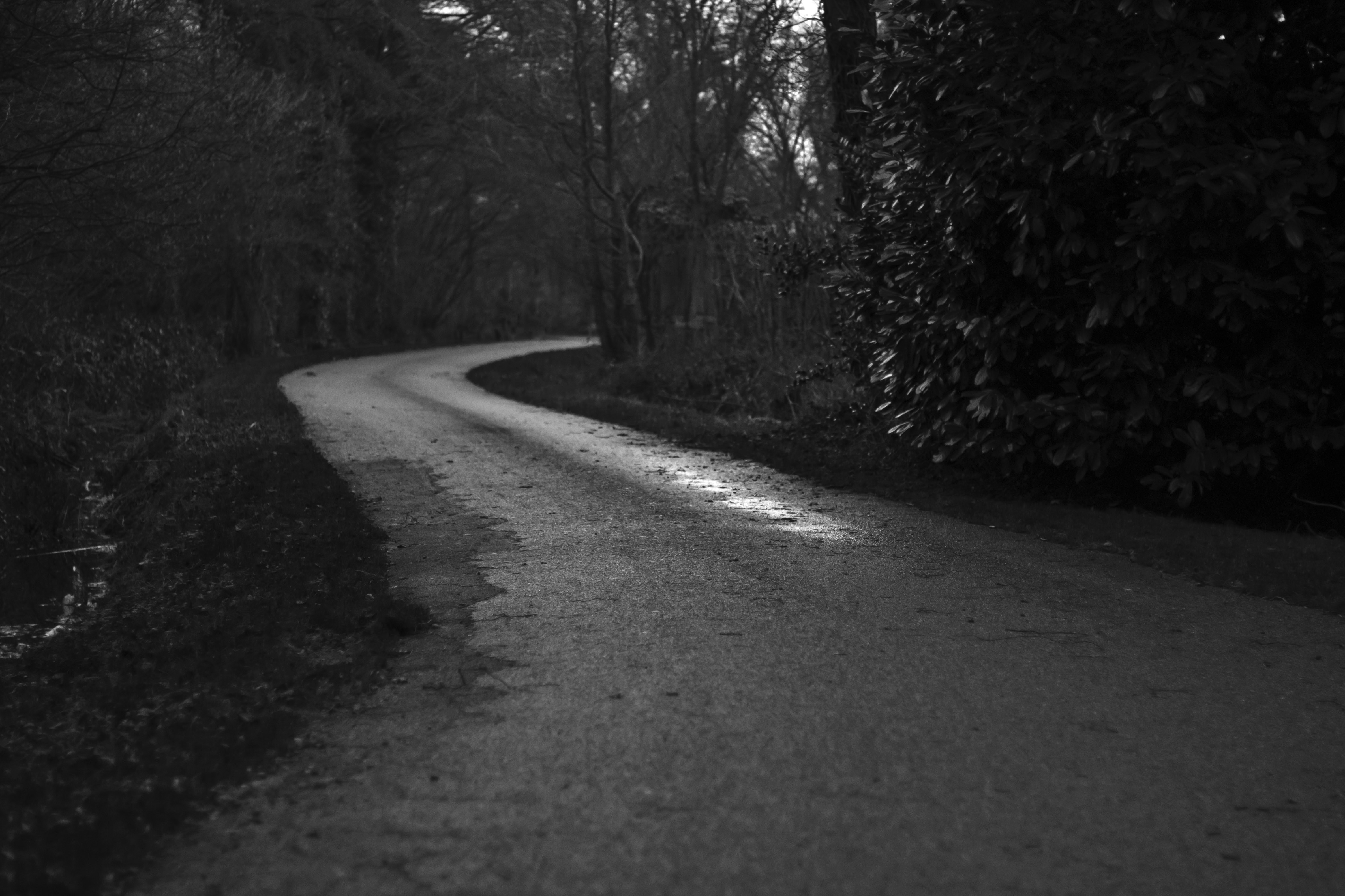 Winding Road Through Forest