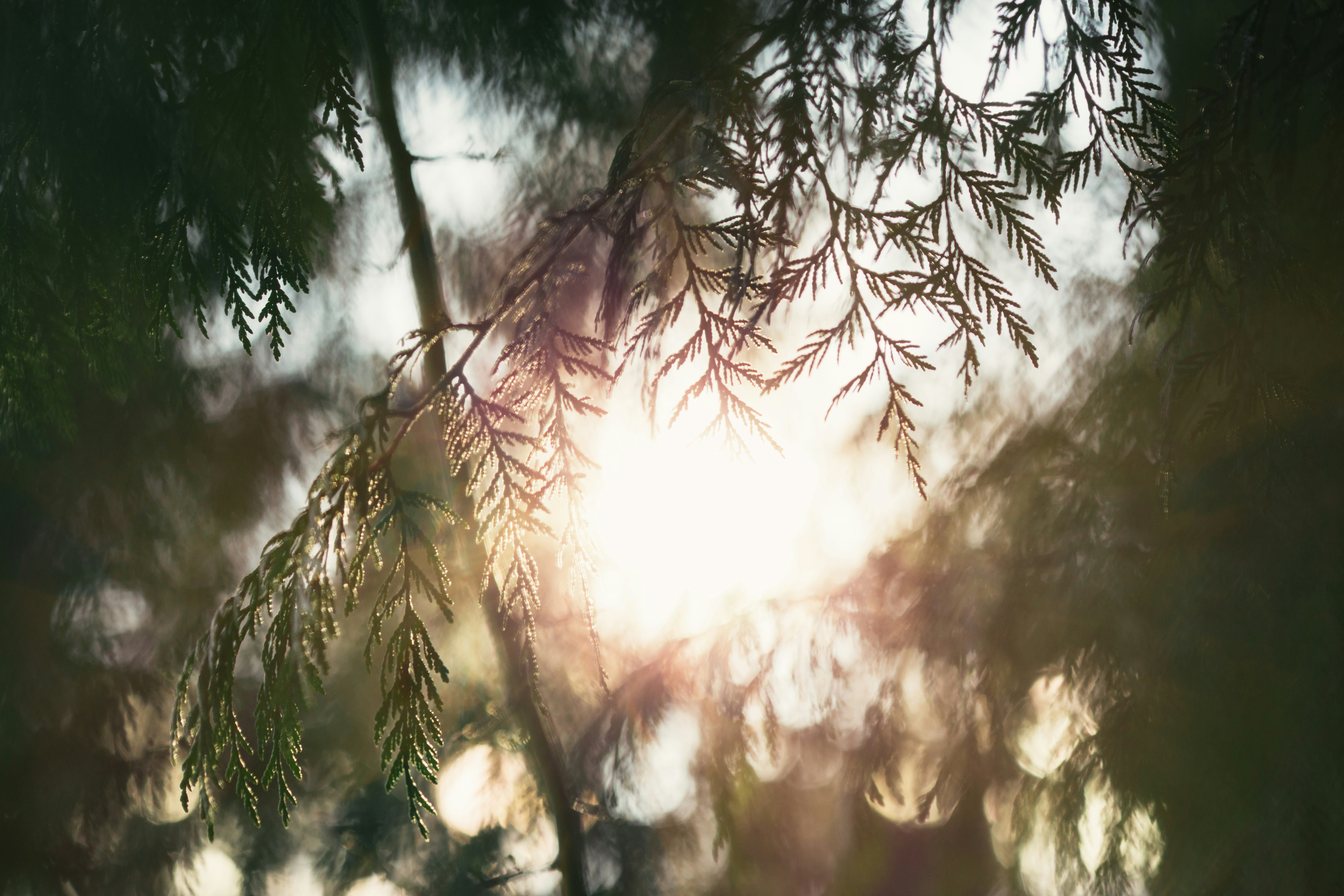 Sunlight Through Conifer Branches