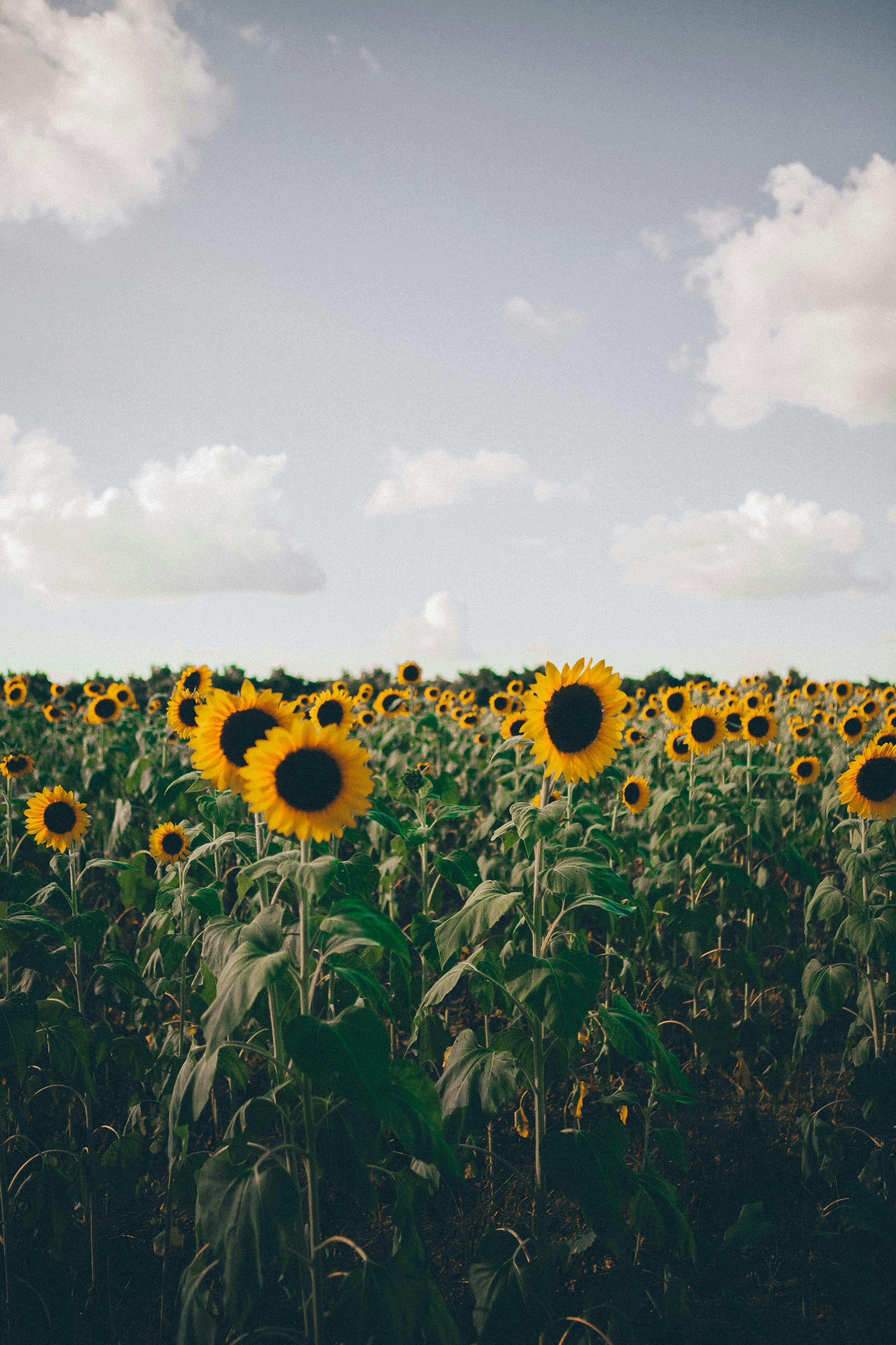 Sunflower Field Under Cloudy Sky
