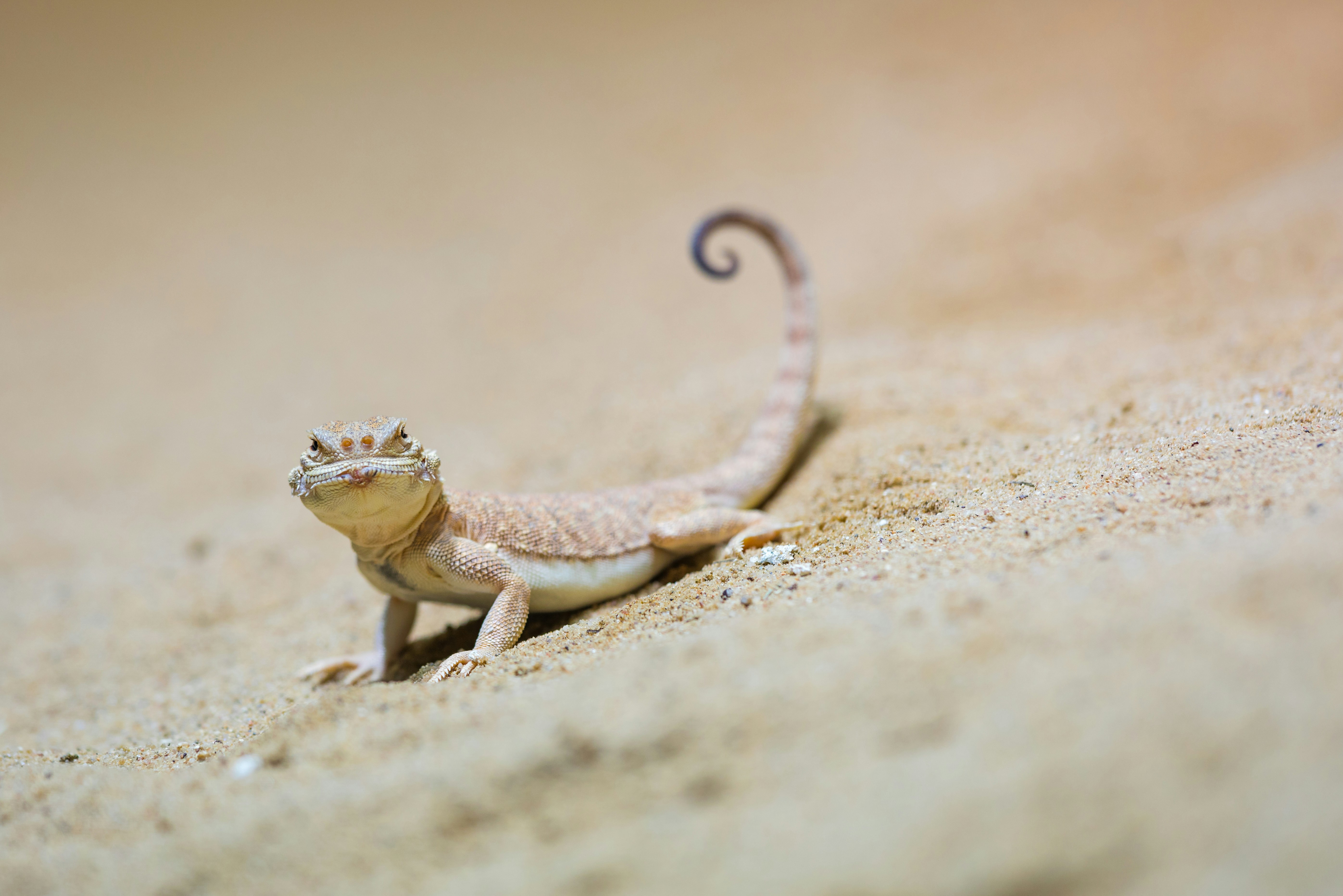 Lizard Resting on Desert Sand