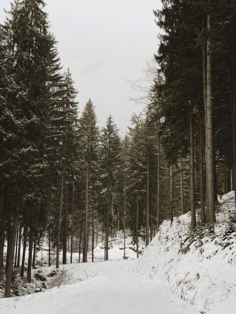 Snowy Forest Road