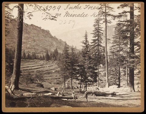 Forest Landscape Near Minalee