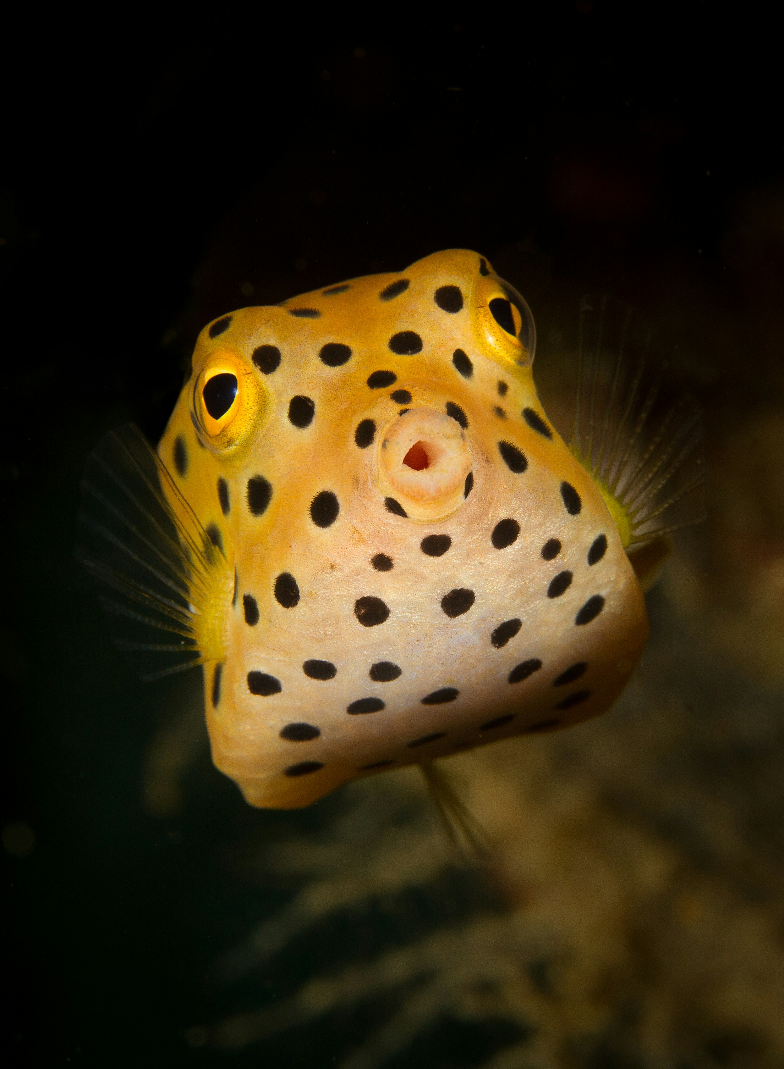 Yellow Spotted Boxfish Close Up